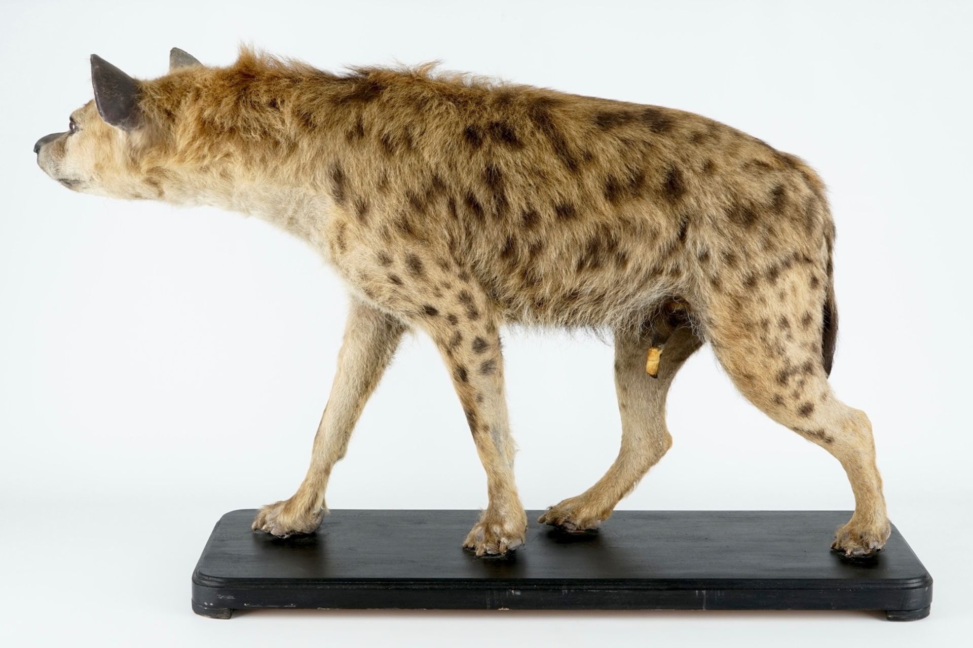 A hyena, presented standing, modern taxidermy H.: 81 cm - L.: 134 cm  Condition reports and high - Image 4 of 9