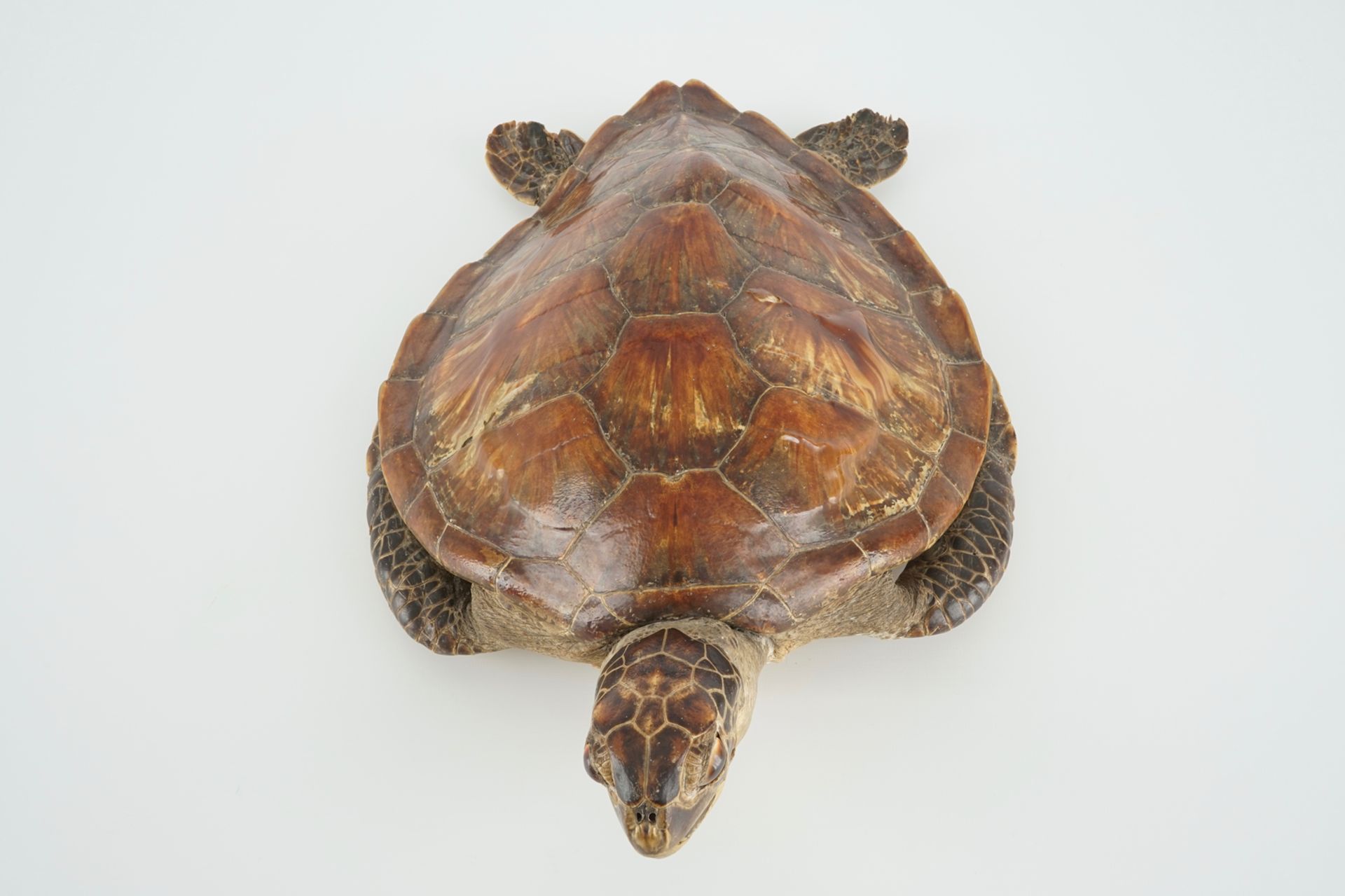 An old sea turtle, taxidermy, 19/20th C. Dim.: 50 x 33,5 cm Condition reports and high resolution - Image 2 of 10