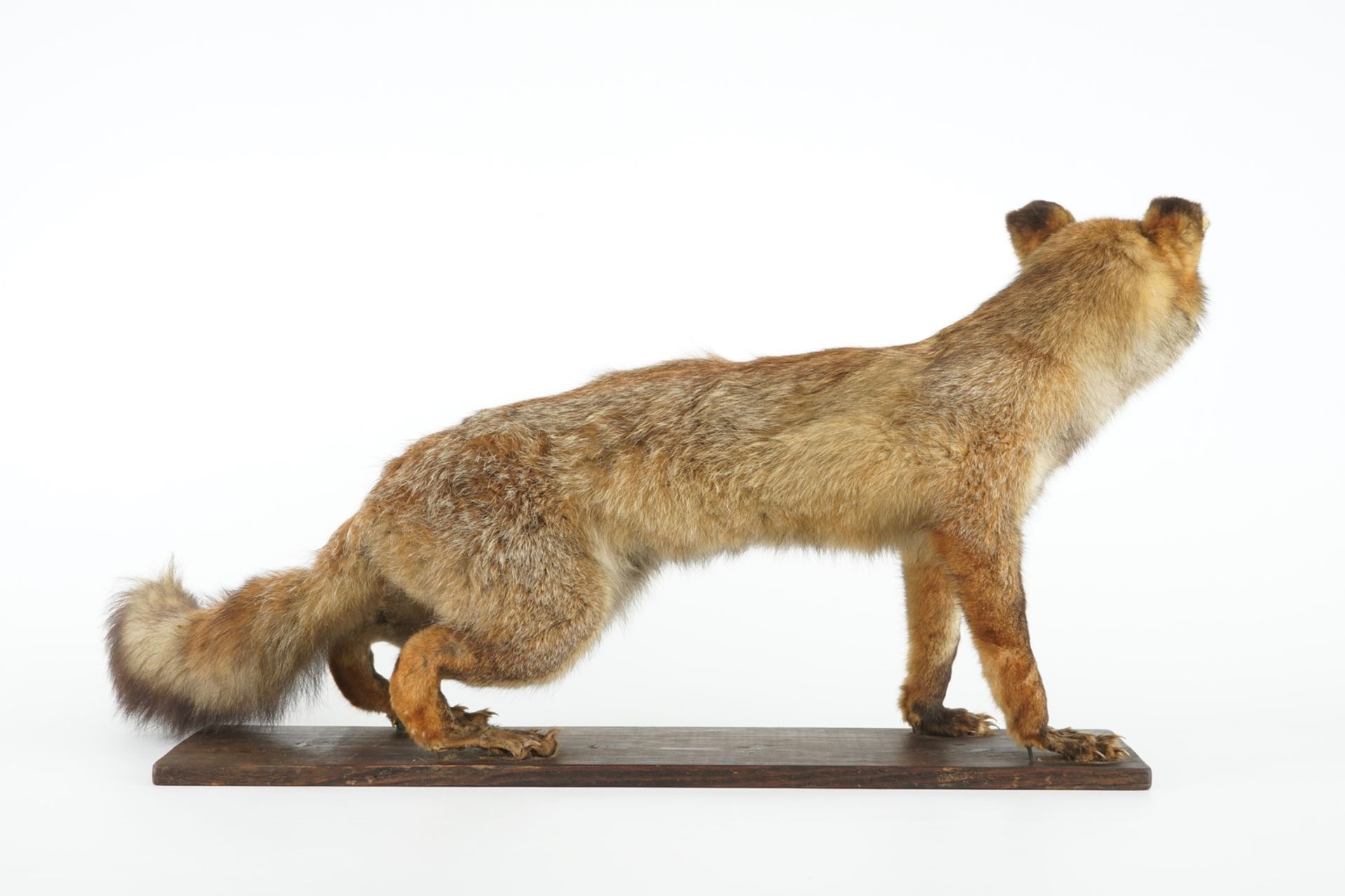 A fox on a wooden base, taxidermy, ca. 1930 L.: 90 cm - H.: 45 cm Condition reports and high - Image 5 of 5