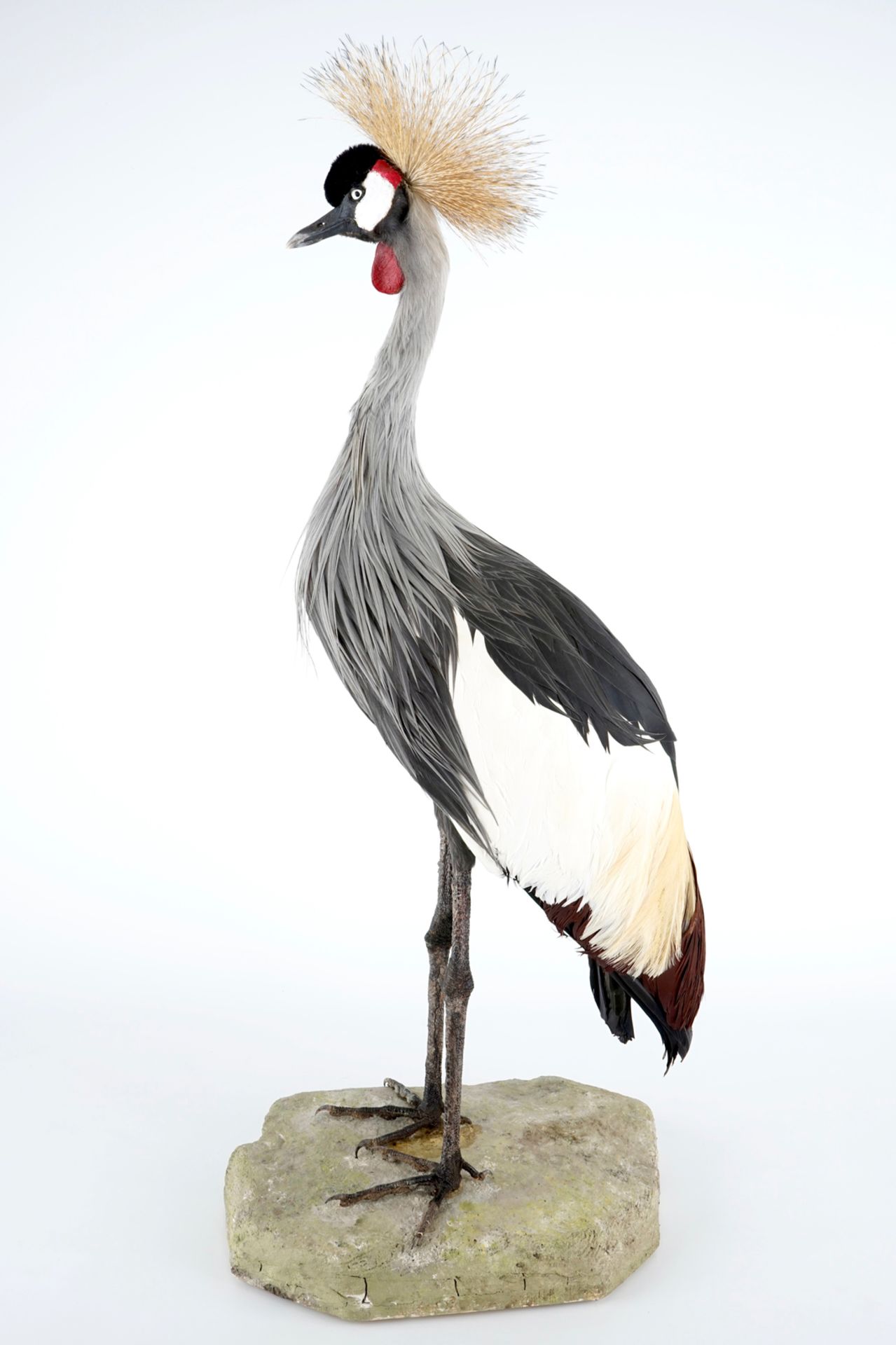 A grey crowned crane, presented standing on a ground, modern taxidermy H.: 112 cm Condition - Image 2 of 7