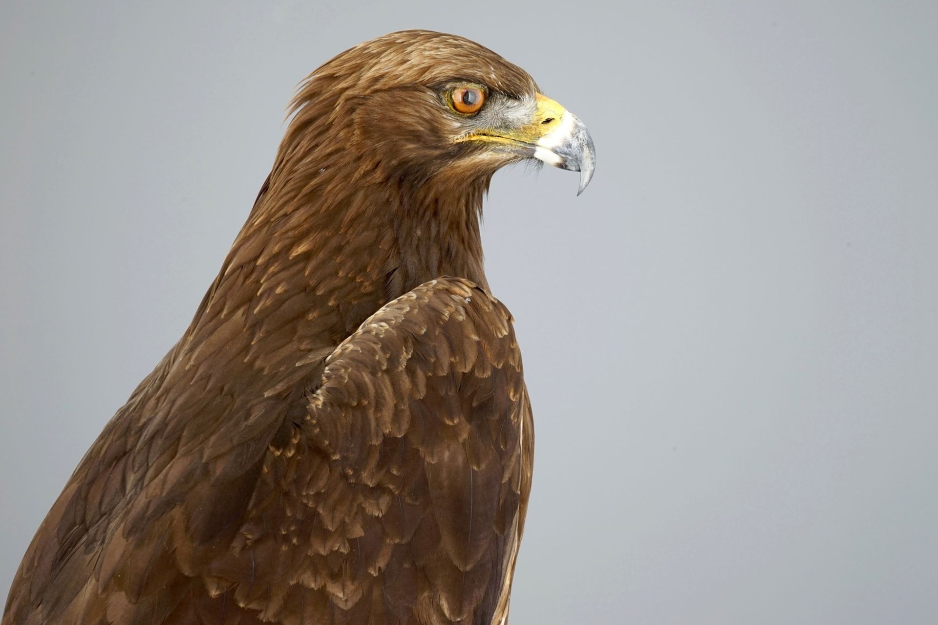 A golden eagle, presented standing on a rock, modern taxidermy CITES incl.     Condition reports and