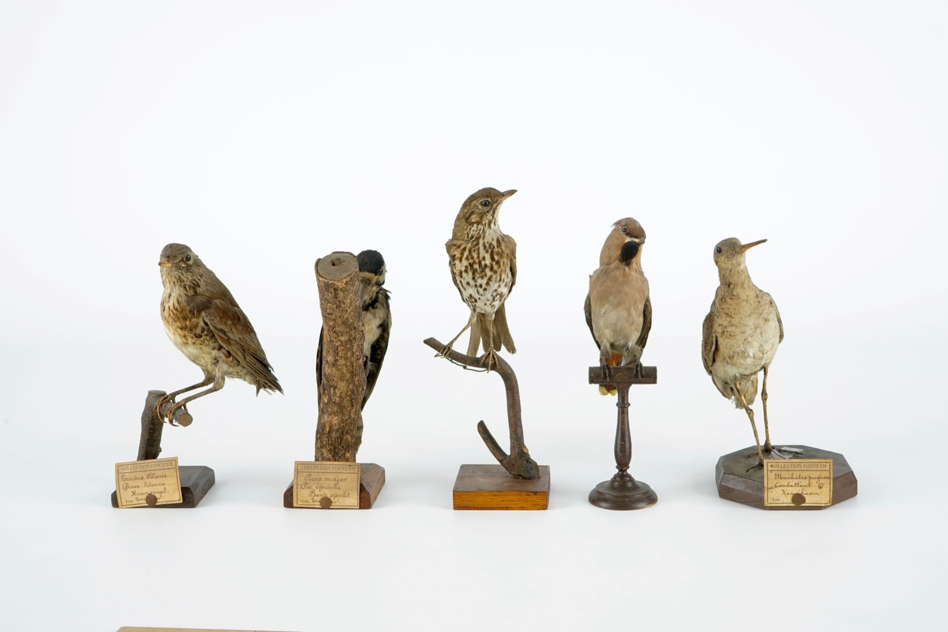 A collection of 14 birds, taxidermy, 19/20th C. H.: 35,5 cm (the tallest) Several labelled " - Image 9 of 17