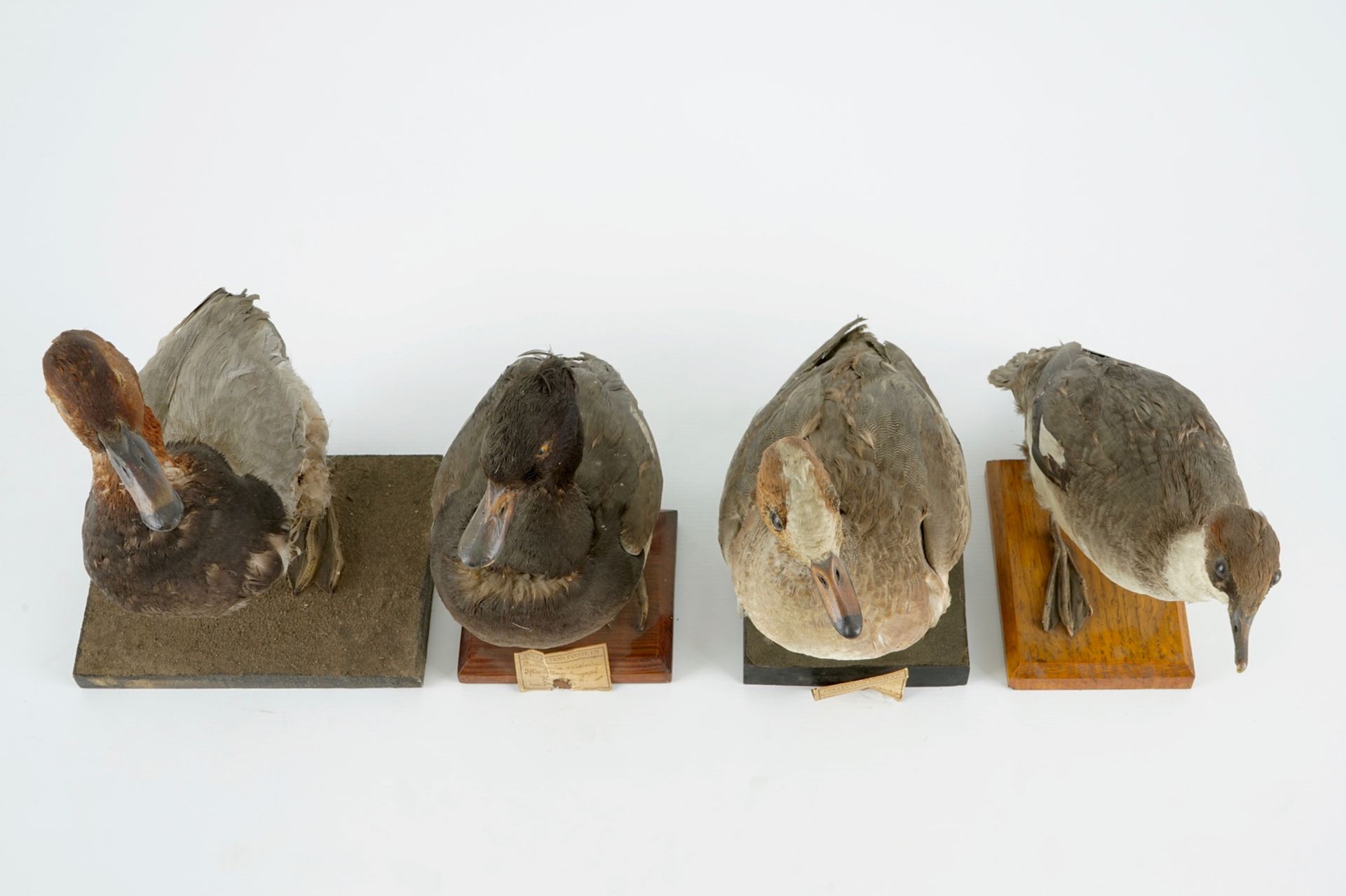 A collection of 15 birds, taxidermy, 19/20th C. H.: 33 cm (the tallest) Several labelled "Collection - Image 14 of 21