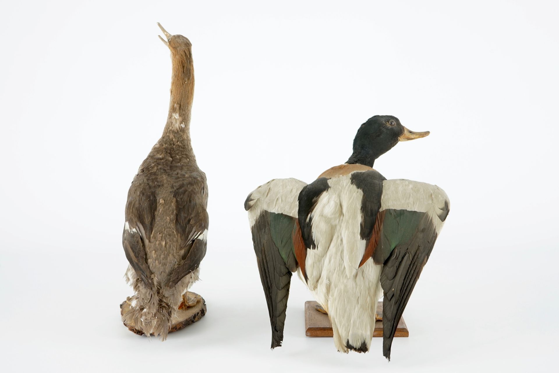 A collection of 5 birds, taxidermy, 19/20th C. H.: 47 cm (the tallest) Two labelled "Collection - Image 5 of 11