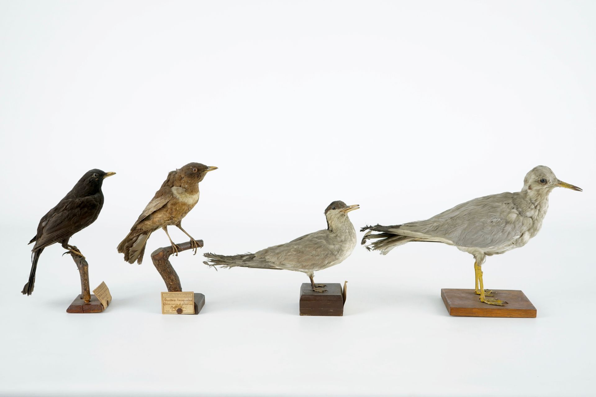 A collection of 10 birds, taxidermy, 19/20th C. H.: 25 cm (the tallest) Several labelled "Collection - Image 7 of 11
