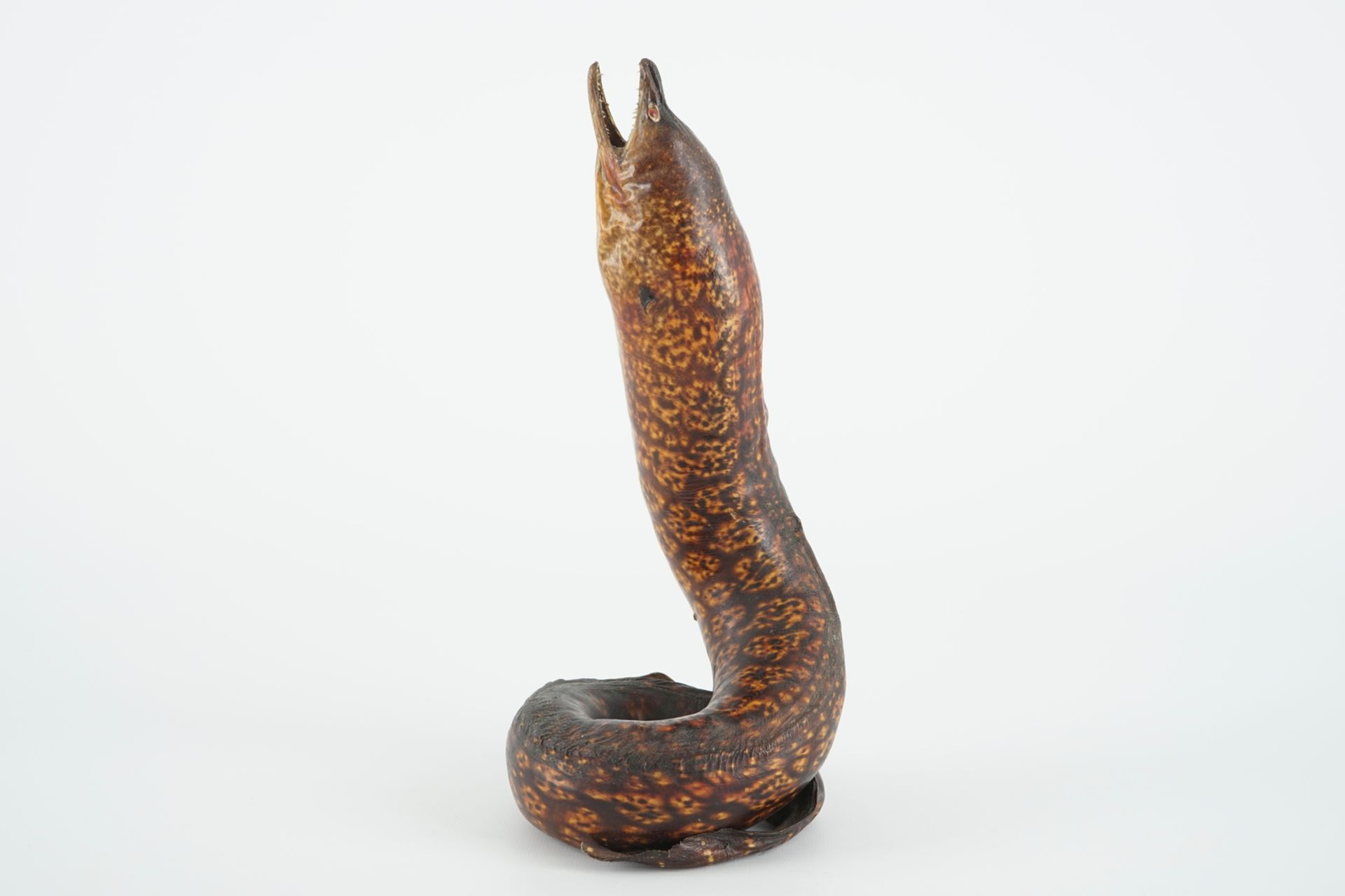 A moray eel, taxidermy, early 20th C. H.: 28 cm Condition reports and high resolution pictures are - Image 4 of 7