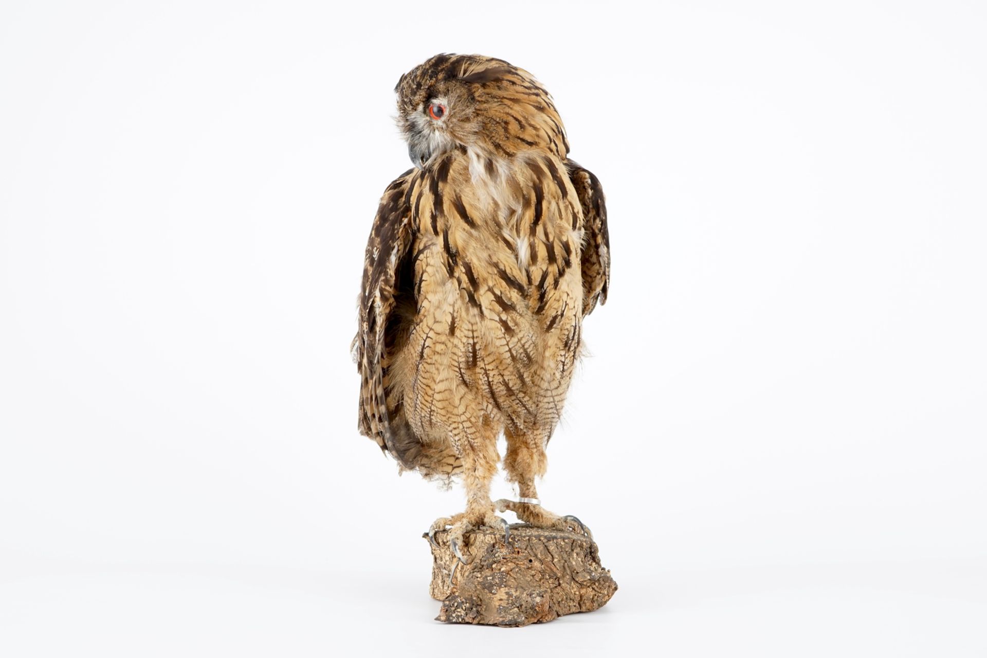 An eagle-owl, modern taxidermy H.: 55 cm Ringed, with CITES certificate. Condition reports and - Image 2 of 8