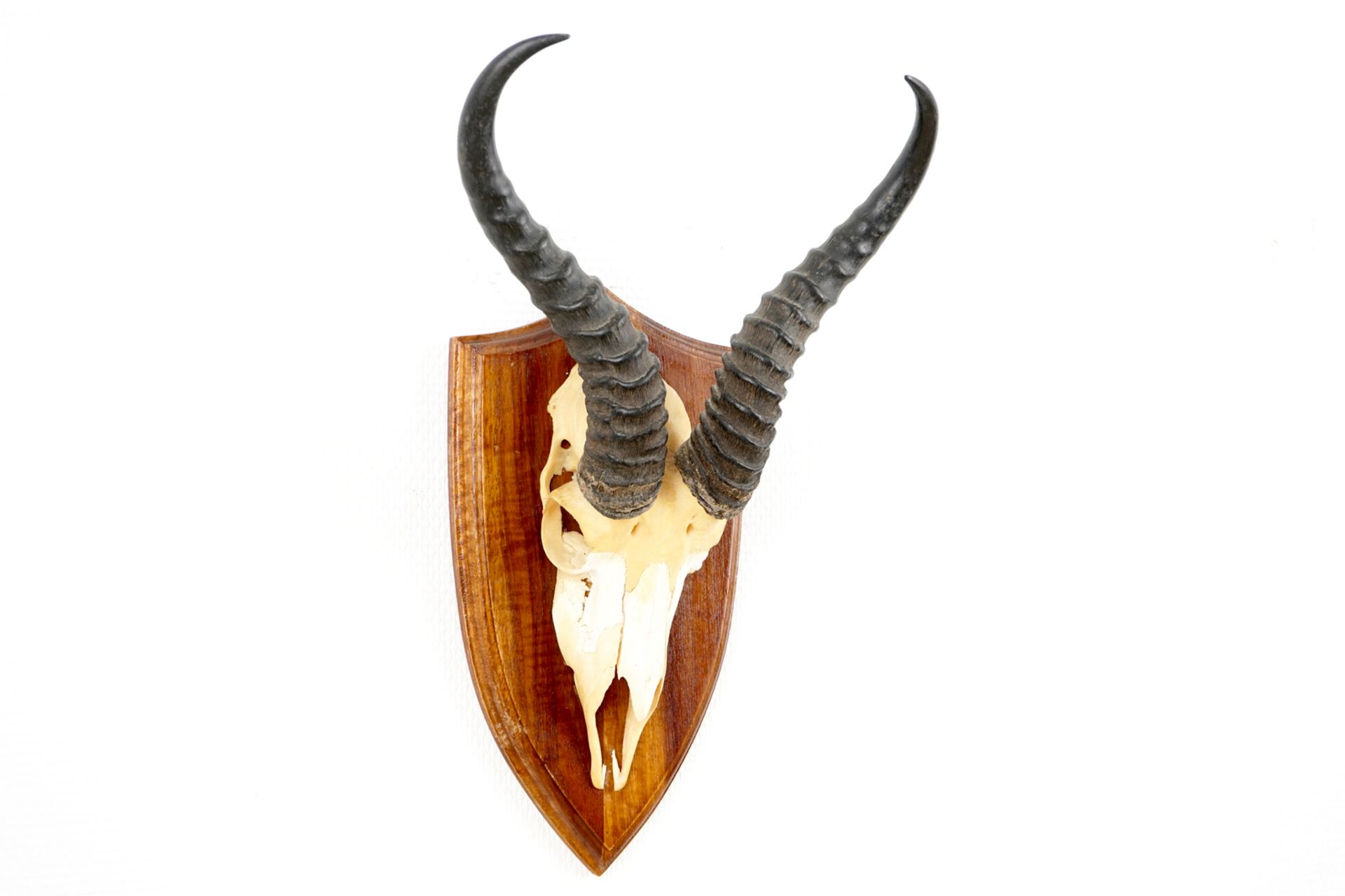 Three horned skulls of a blesbok, impala and reedbuck, mounted on wood H.: 62 cm - L.: 22 cmH.: 45 - Image 8 of 18