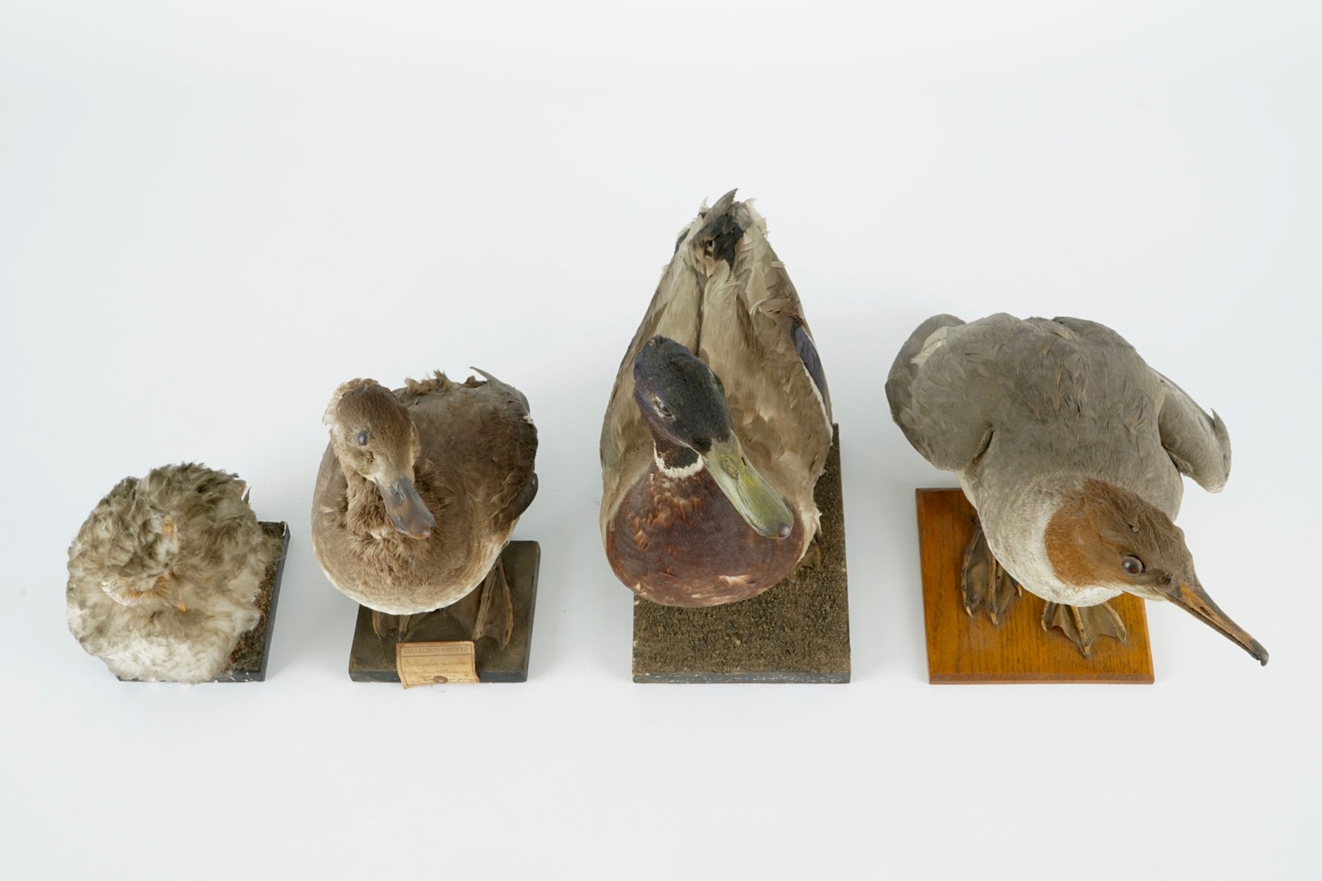 A collection of 13 birds, taxidermy, 19/20th C. H.: 36,5 cm (the tallest) Several labelled " - Image 6 of 16