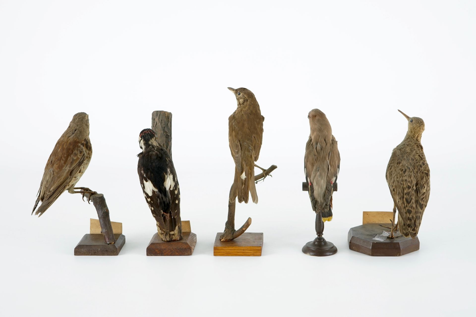 A collection of 14 birds, taxidermy, 19/20th C. H.: 35,5 cm (the tallest) Several labelled " - Image 11 of 17