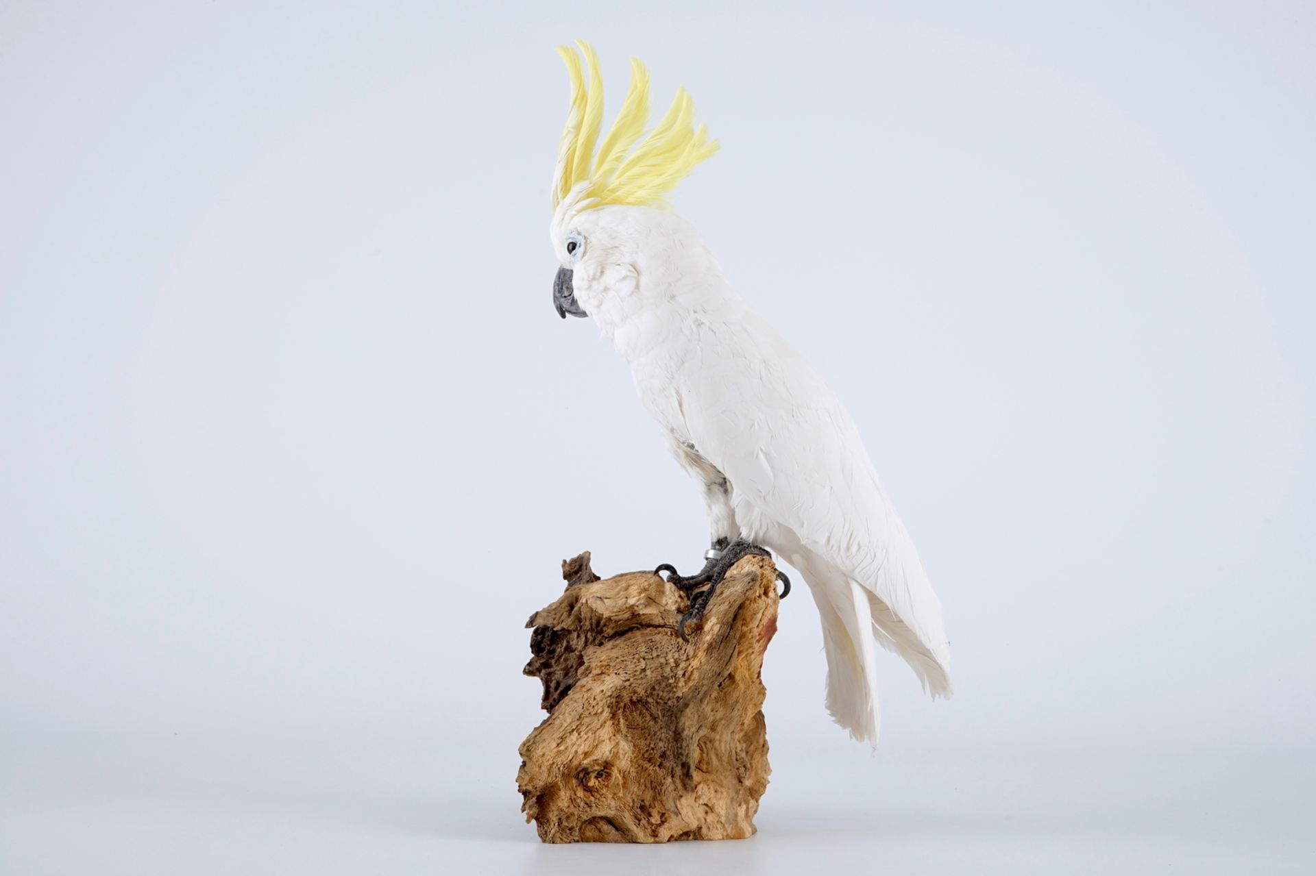 A sulphur-crested cockatoo, modern taxidermy H.: 47 cm Cacatua sulphurea, mounted on wood. With ring - Image 3 of 7