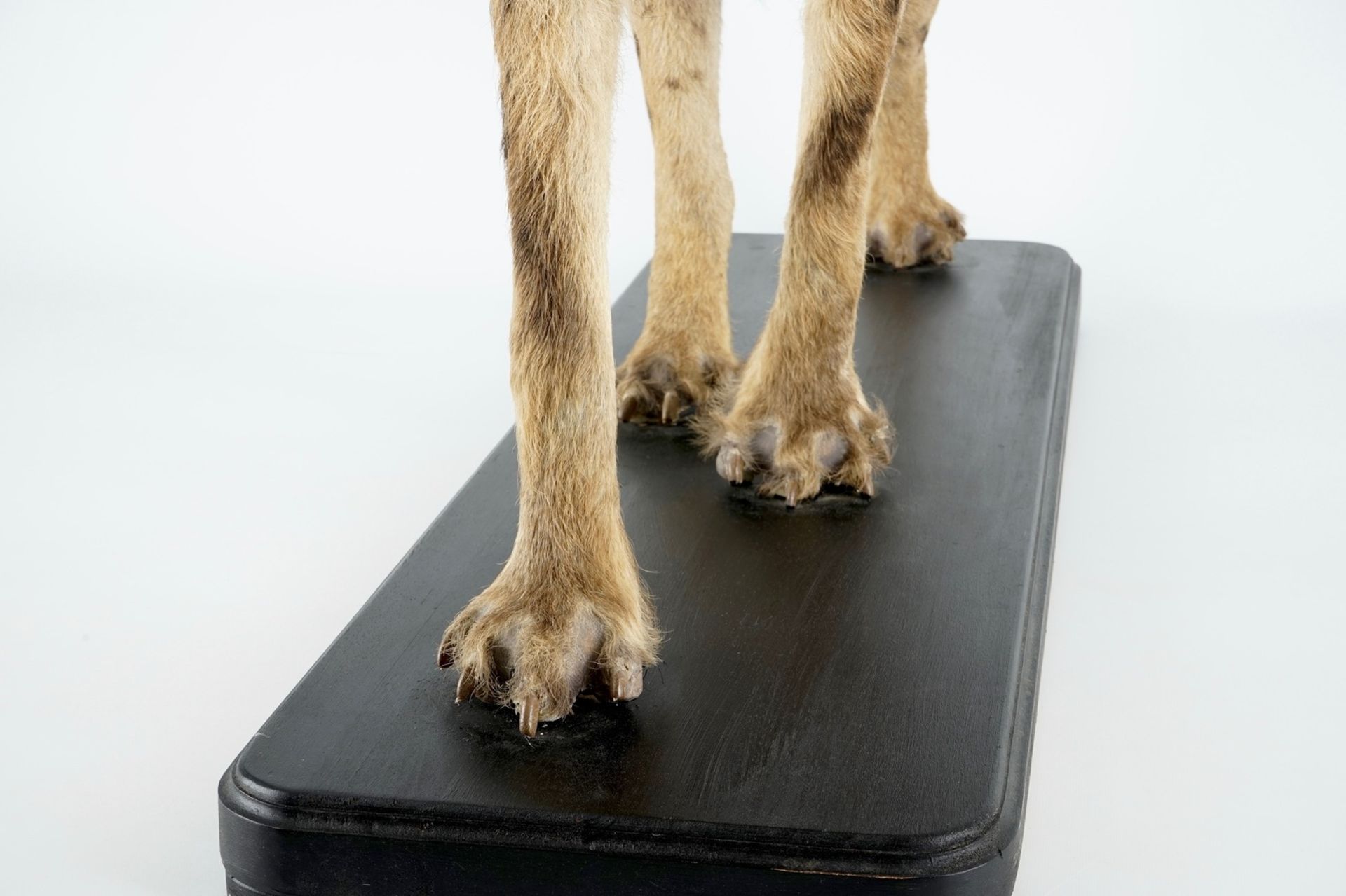 A hyena, presented standing, modern taxidermy H.: 81 cm - L.: 134 cm  Condition reports and high - Image 8 of 9