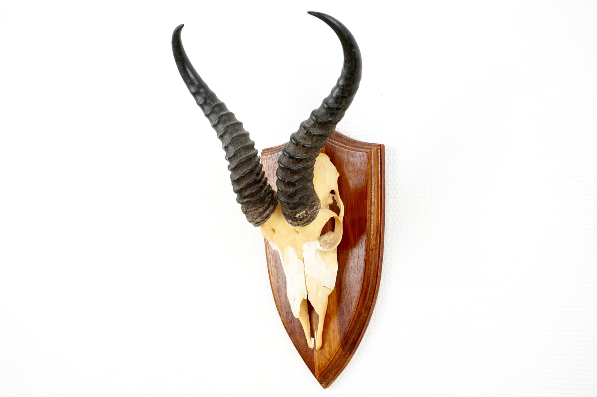 Three horned skulls of a blesbok, impala and reedbuck, mounted on wood H.: 62 cm - L.: 22 cmH.: 45 - Image 9 of 18