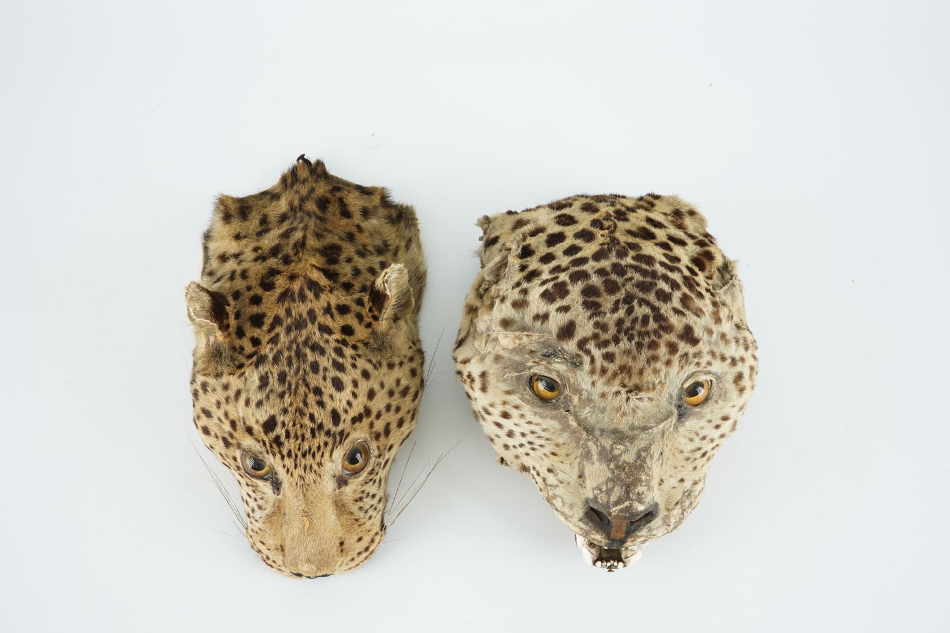 Two antique taxidermy panther's heads, 19th C. H.: 13 cm Condition reports and high resolution - Image 5 of 5