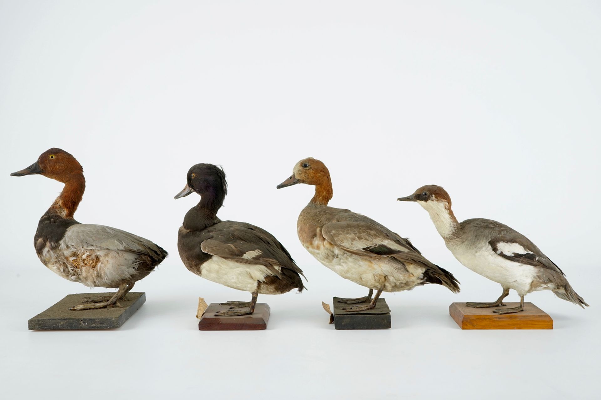 A collection of 15 birds, taxidermy, 19/20th C. H.: 33 cm (the tallest) Several labelled "Collection - Image 12 of 21