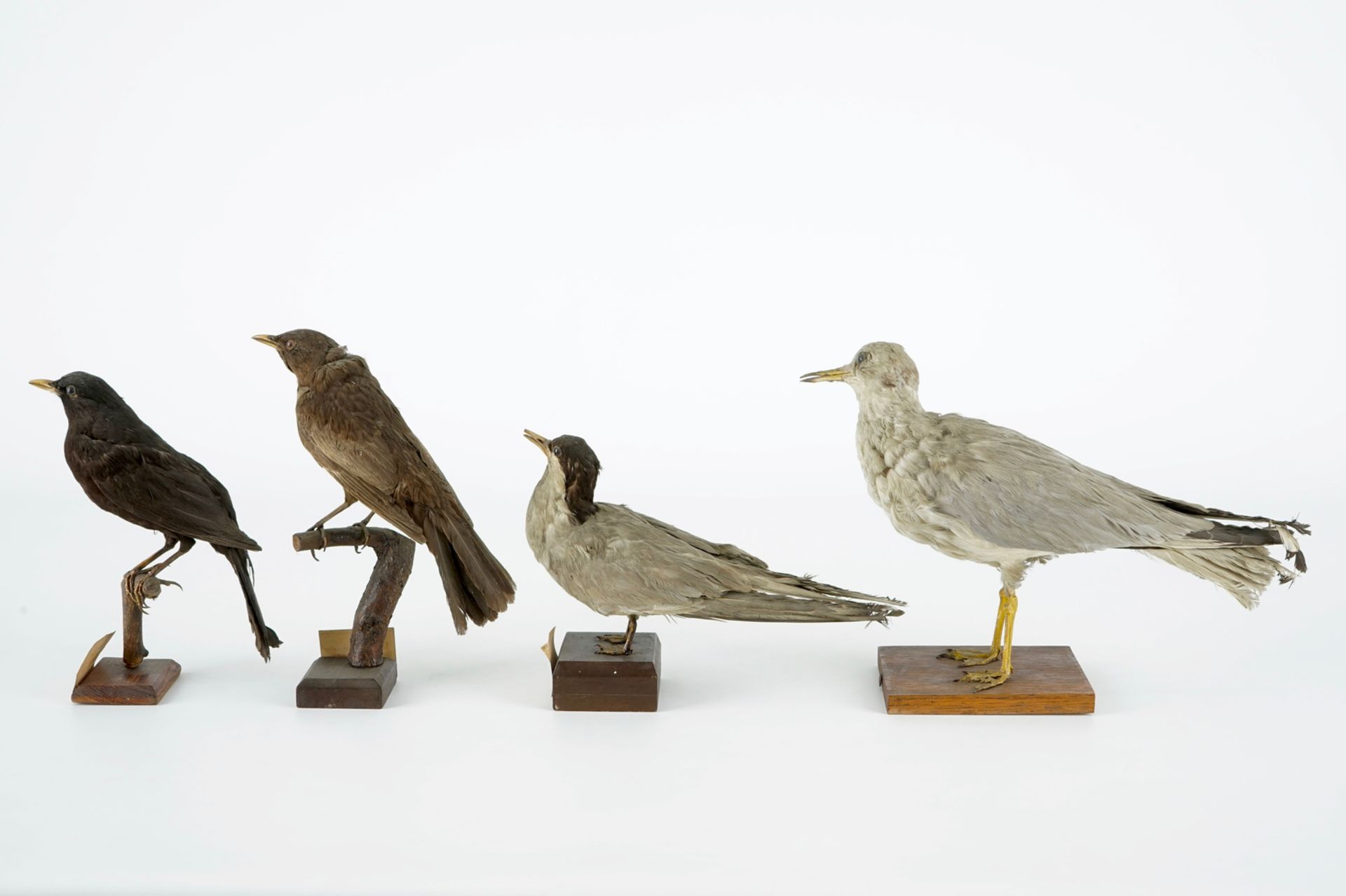 A collection of 10 birds, taxidermy, 19/20th C. H.: 25 cm (the tallest) Several labelled "Collection - Image 9 of 11