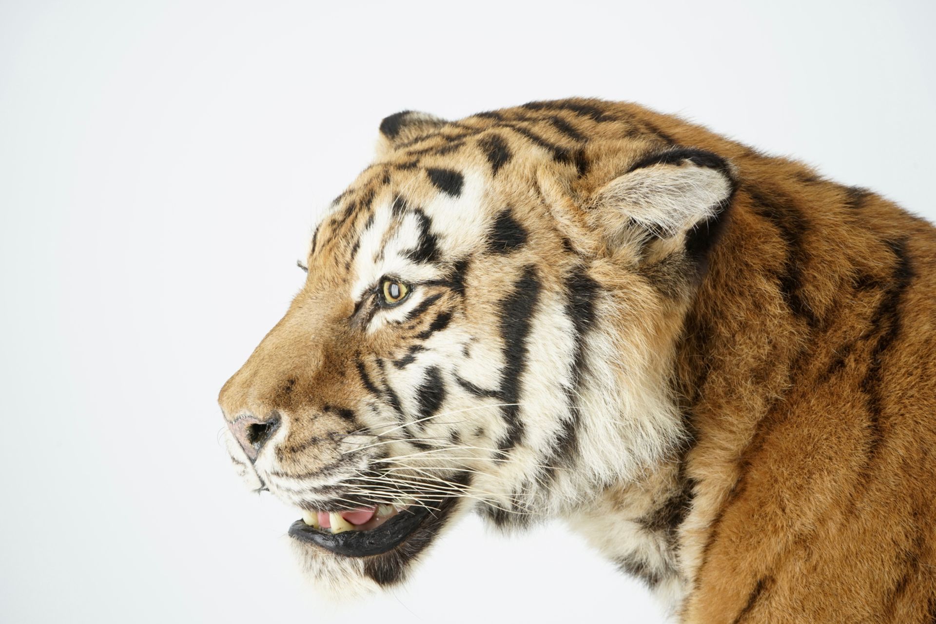 A Bengal tiger, presented standing, recent taxidermy L.: 168 cm - H.: 97 cm Of very good quality. - Image 5 of 9