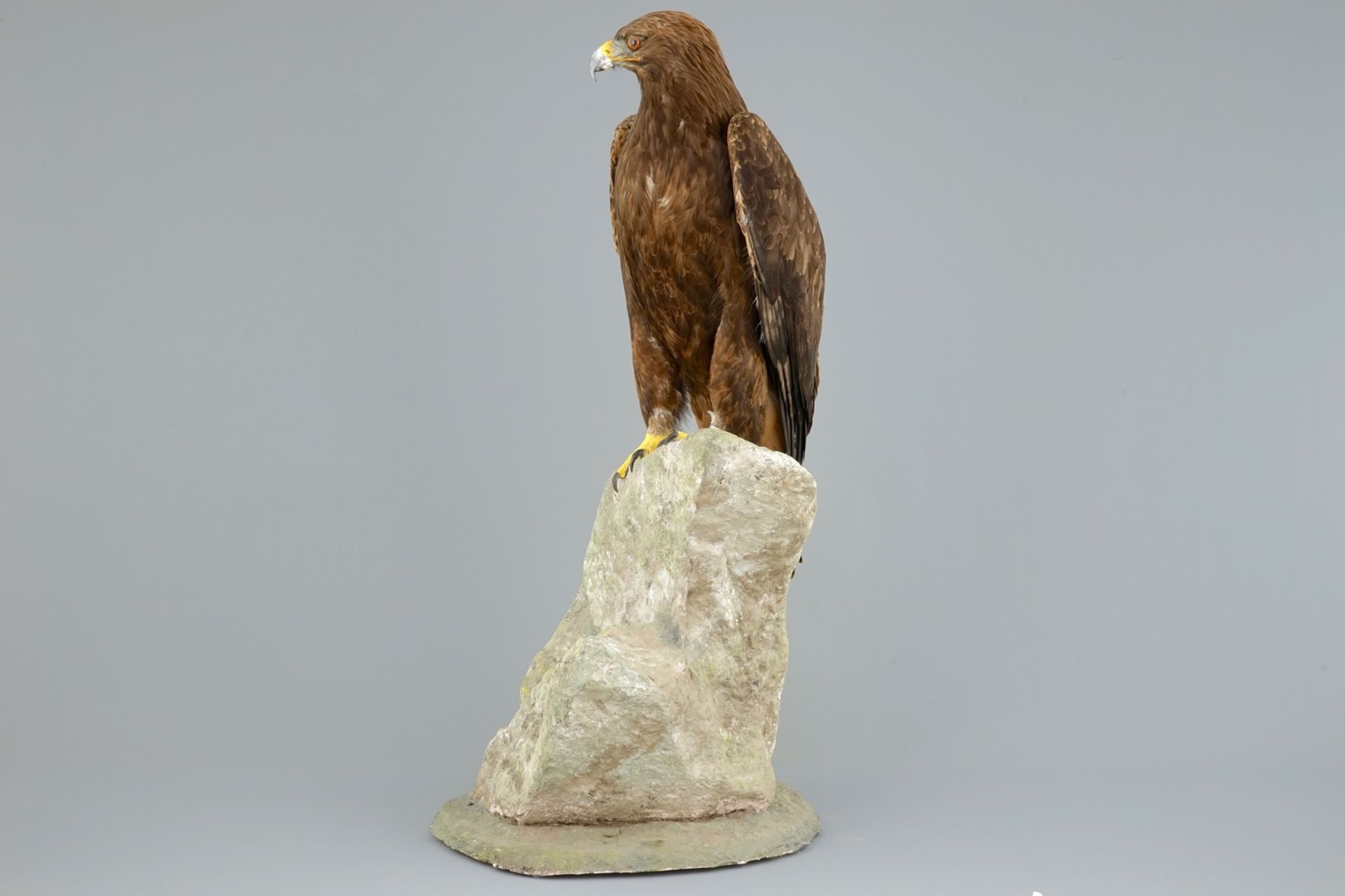 A golden eagle, presented standing on a rock, modern taxidermy CITES incl.     Condition reports and - Image 4 of 11