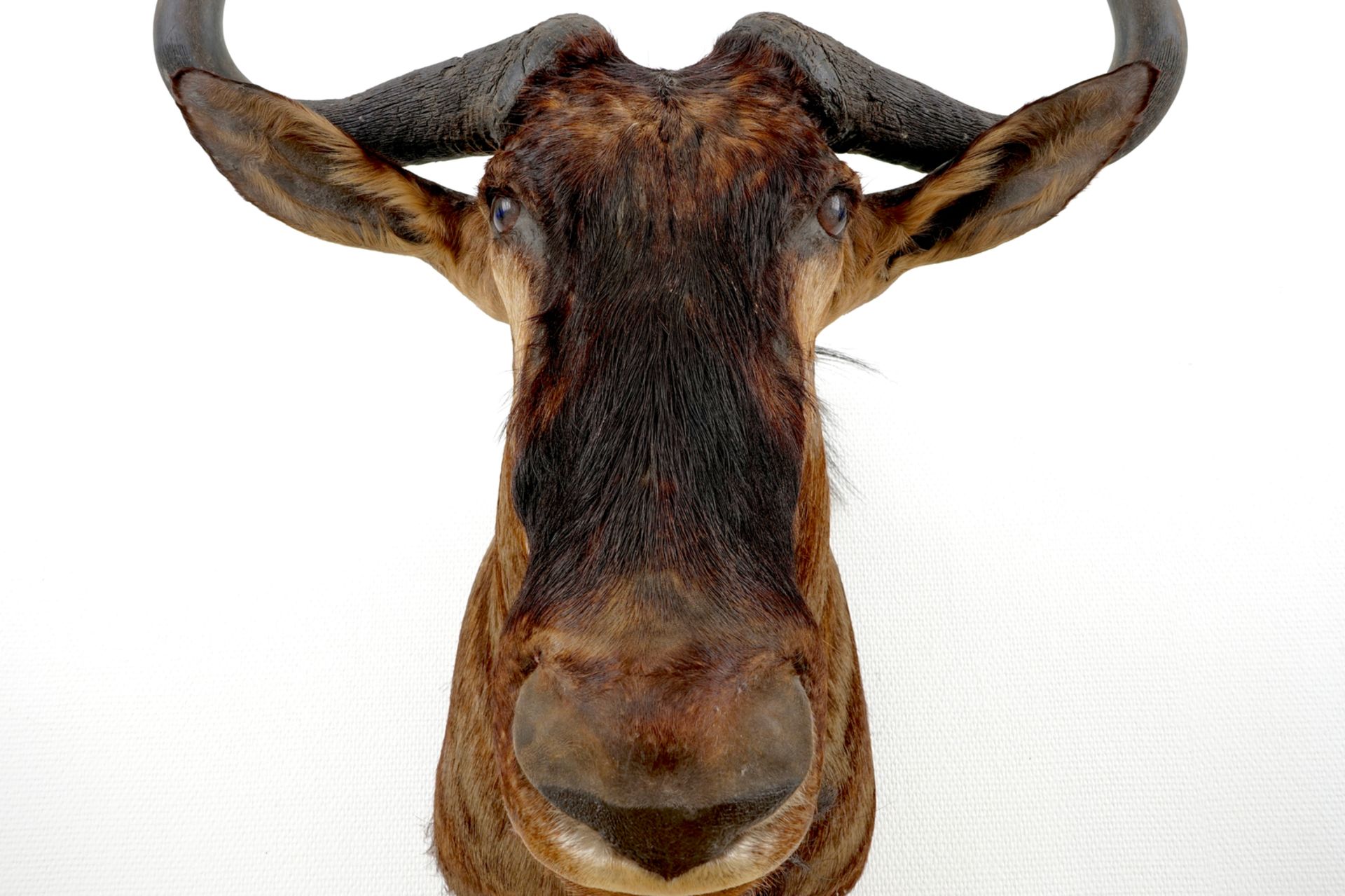 A bust of a wildebeest, modern taxidermy H.: 77 cm - L.: 62 cm Condition reports and high resolution - Image 5 of 5