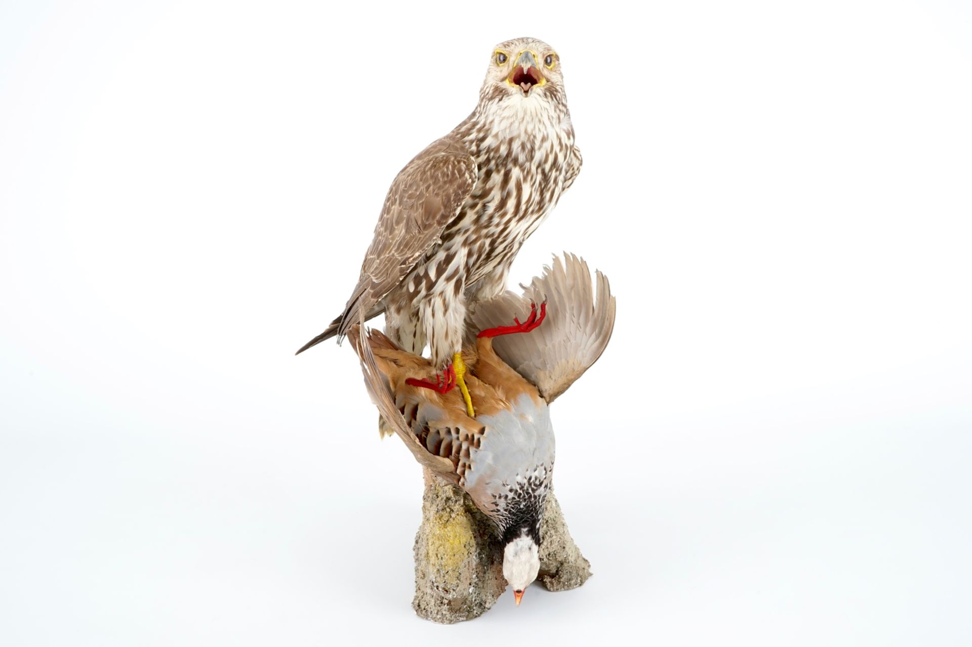 A saker falcon with a rock partridge as its prey, modern taxidermy H.: 52 cm Condition reports and