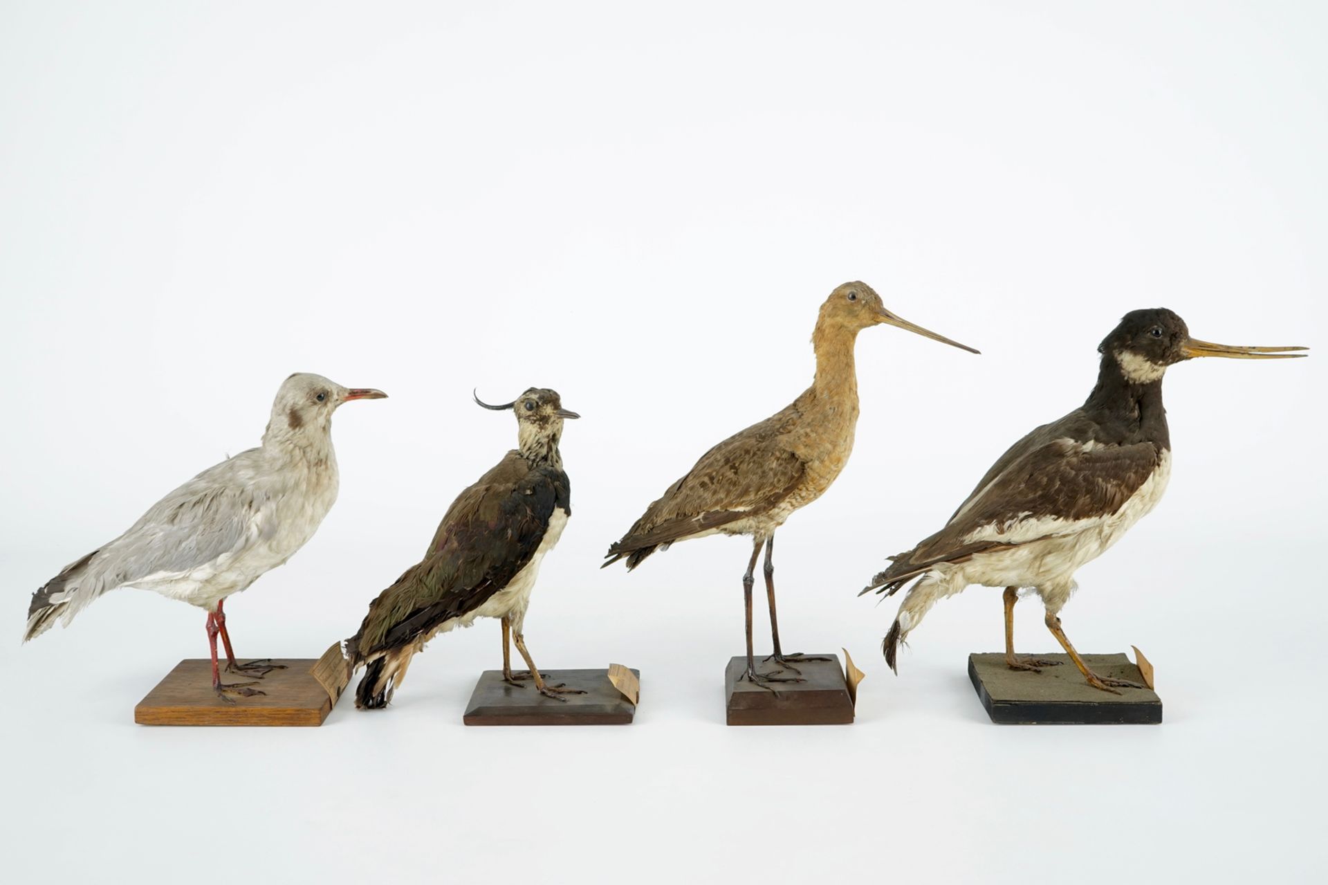 A collection of 13 birds, taxidermy, 19/20th C. H.: 36,5 cm (the tallest) Several labelled " - Image 7 of 16