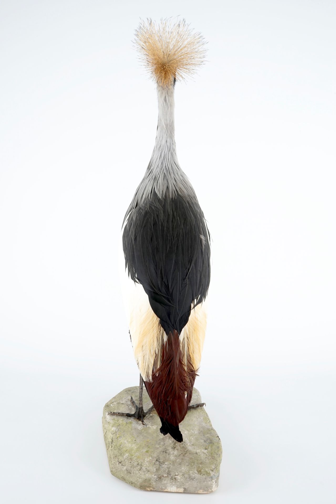 A grey crowned crane, presented standing on a ground, modern taxidermy H.: 112 cm Condition - Image 3 of 7