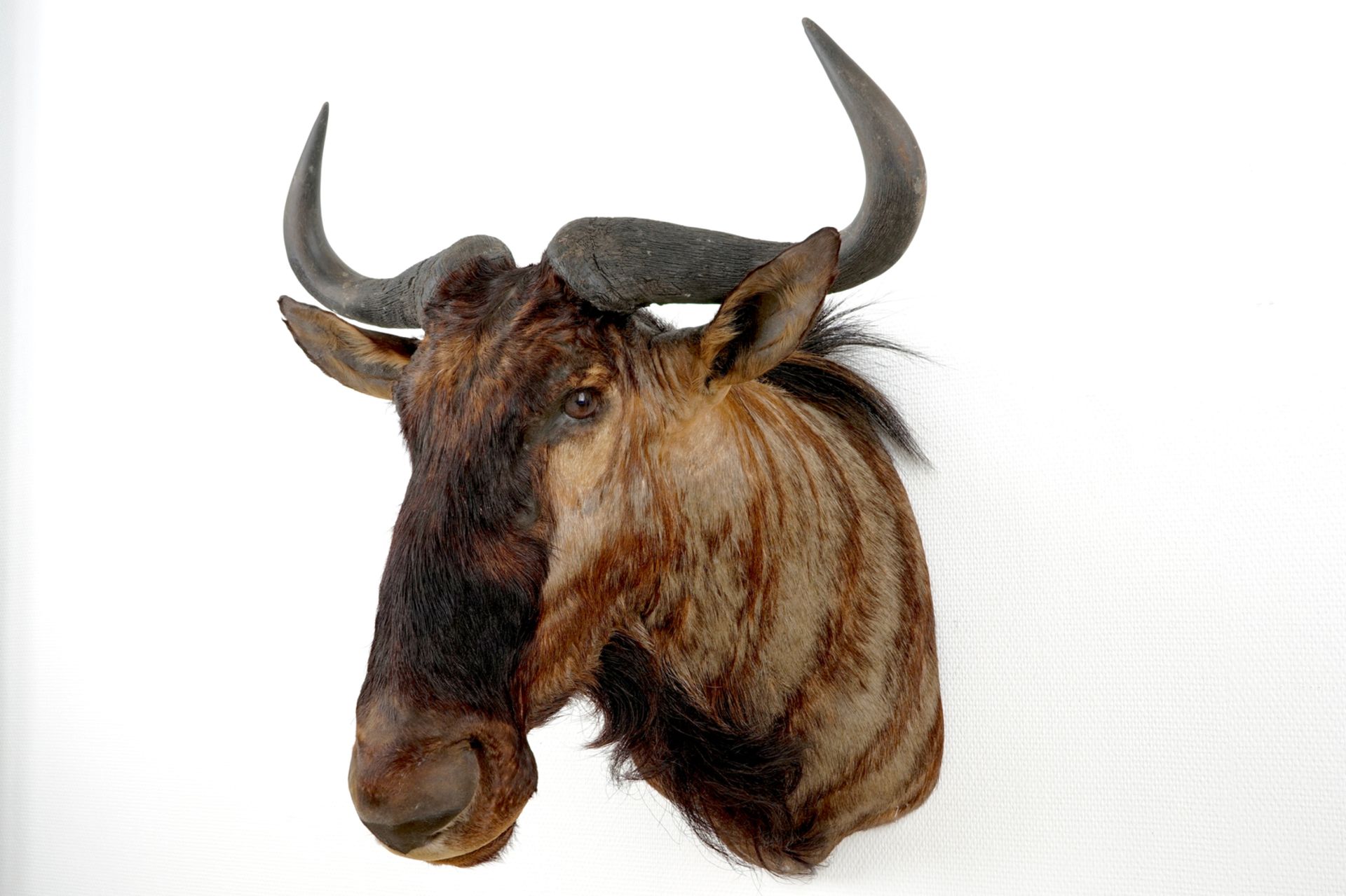 A bust of a wildebeest, modern taxidermy H.: 77 cm - L.: 62 cm Condition reports and high resolution - Image 2 of 5
