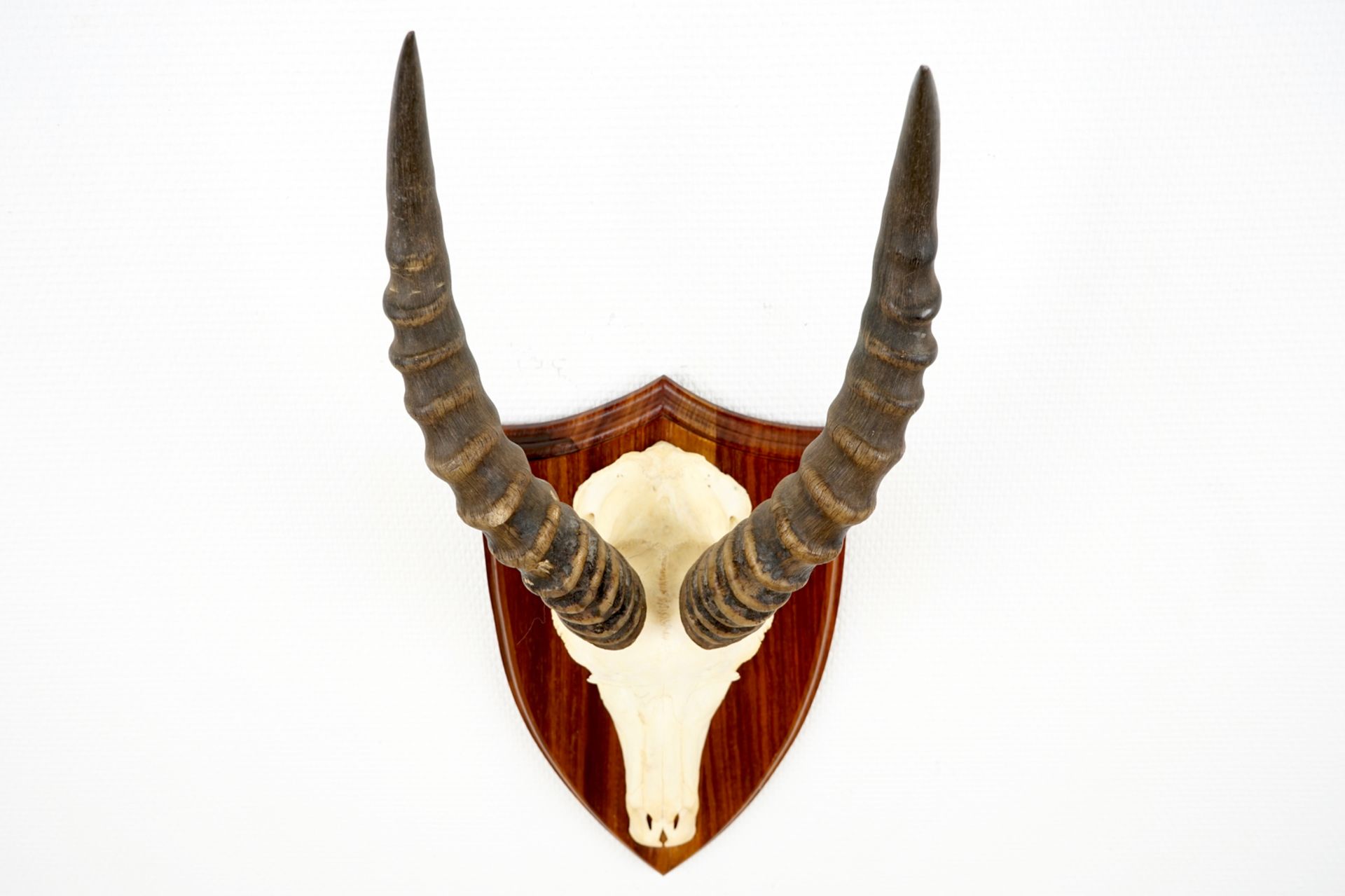 Three horned skulls of a blesbok, impala and reedbuck, mounted on wood H.: 62 cm - L.: 22 cmH.: 45 - Image 16 of 18