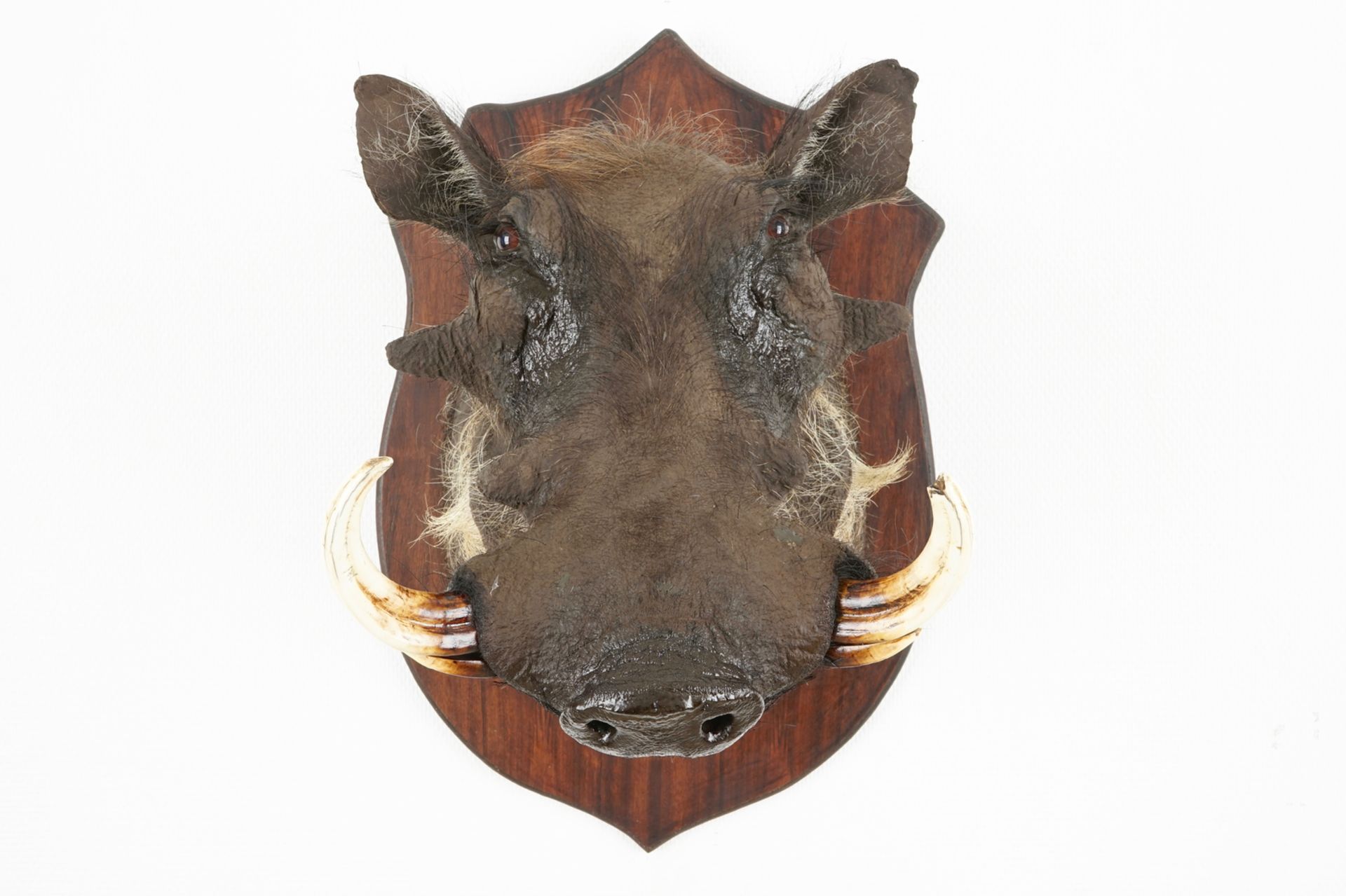 An African boar's head and hunting trophy, modern taxidermy H.: 51 cm - D.: 51 cm (the boar's