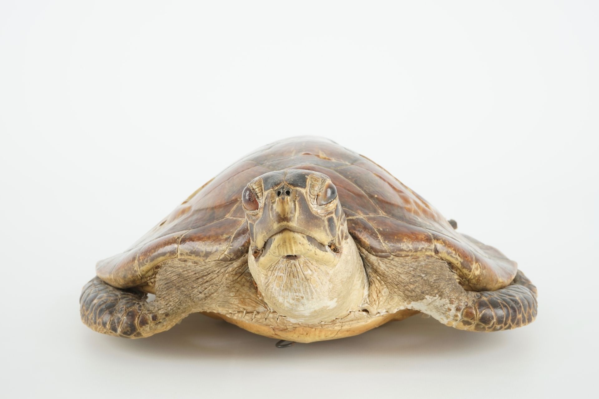 An old sea turtle, taxidermy, 19/20th C. Dim.: 50 x 33,5 cm Condition reports and high resolution - Image 4 of 10