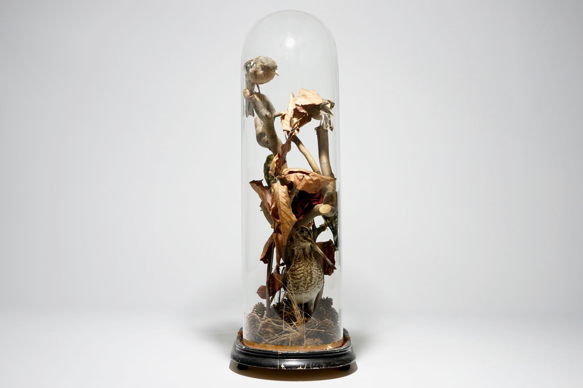 Birds on a branch, presented under glass dome, taxidermy, early 20th C. H.: 57,5 cm Condition - Image 2 of 4