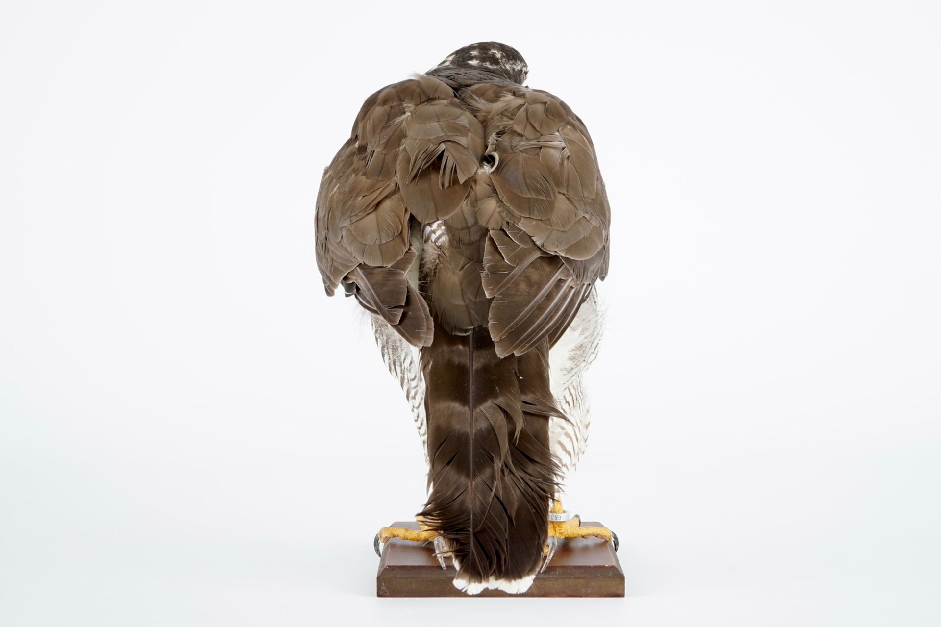 A female hawk on a wooden base, taxidermy, late 20th C. H.: 35 cm Incl. CITES certificate. Condition - Image 4 of 6