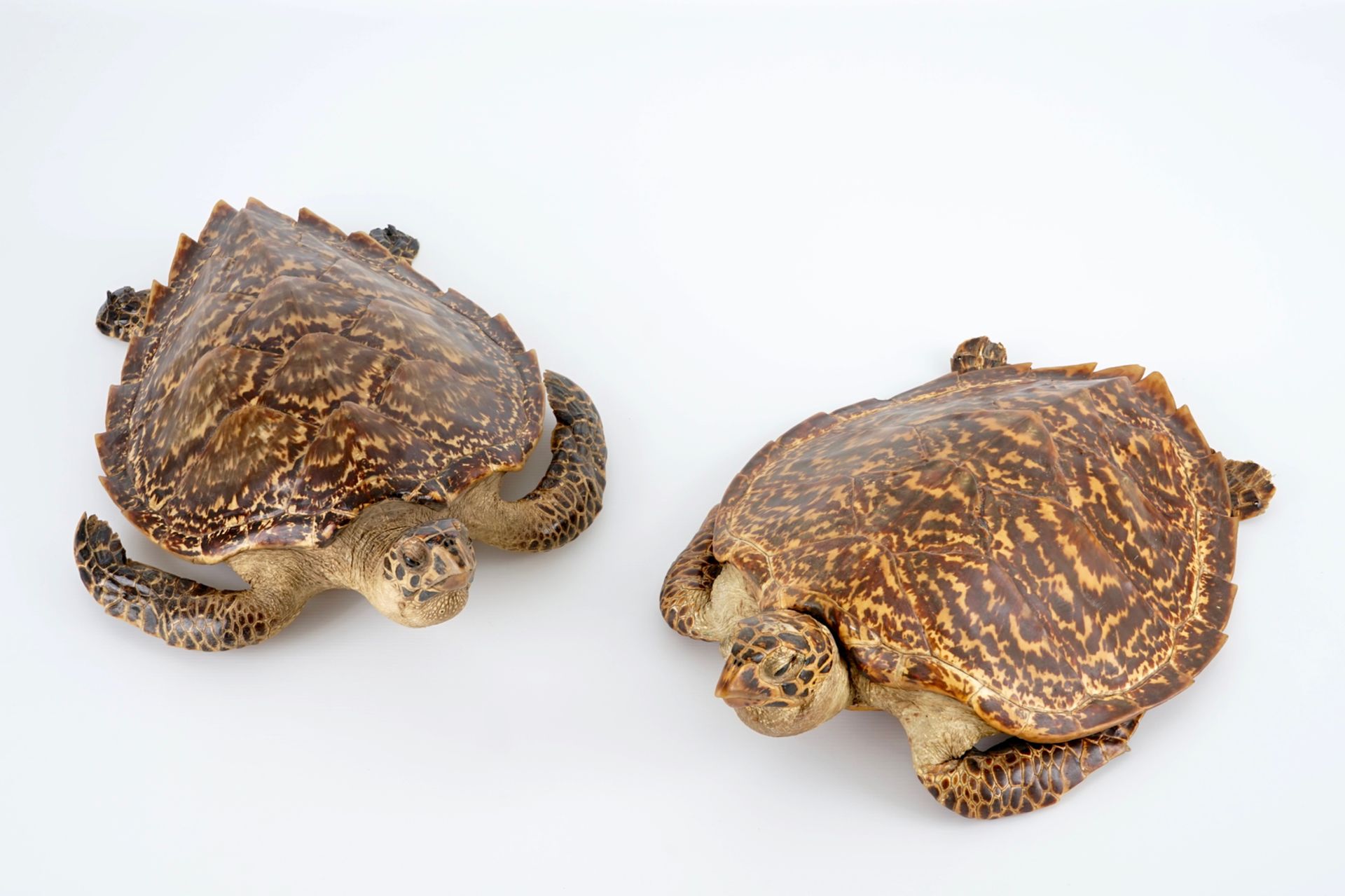A pair of taxidermy sea turtles, early 20th C. H.: 18,5 cm - L.: 59 cm - W.: 39,5 cm Condition