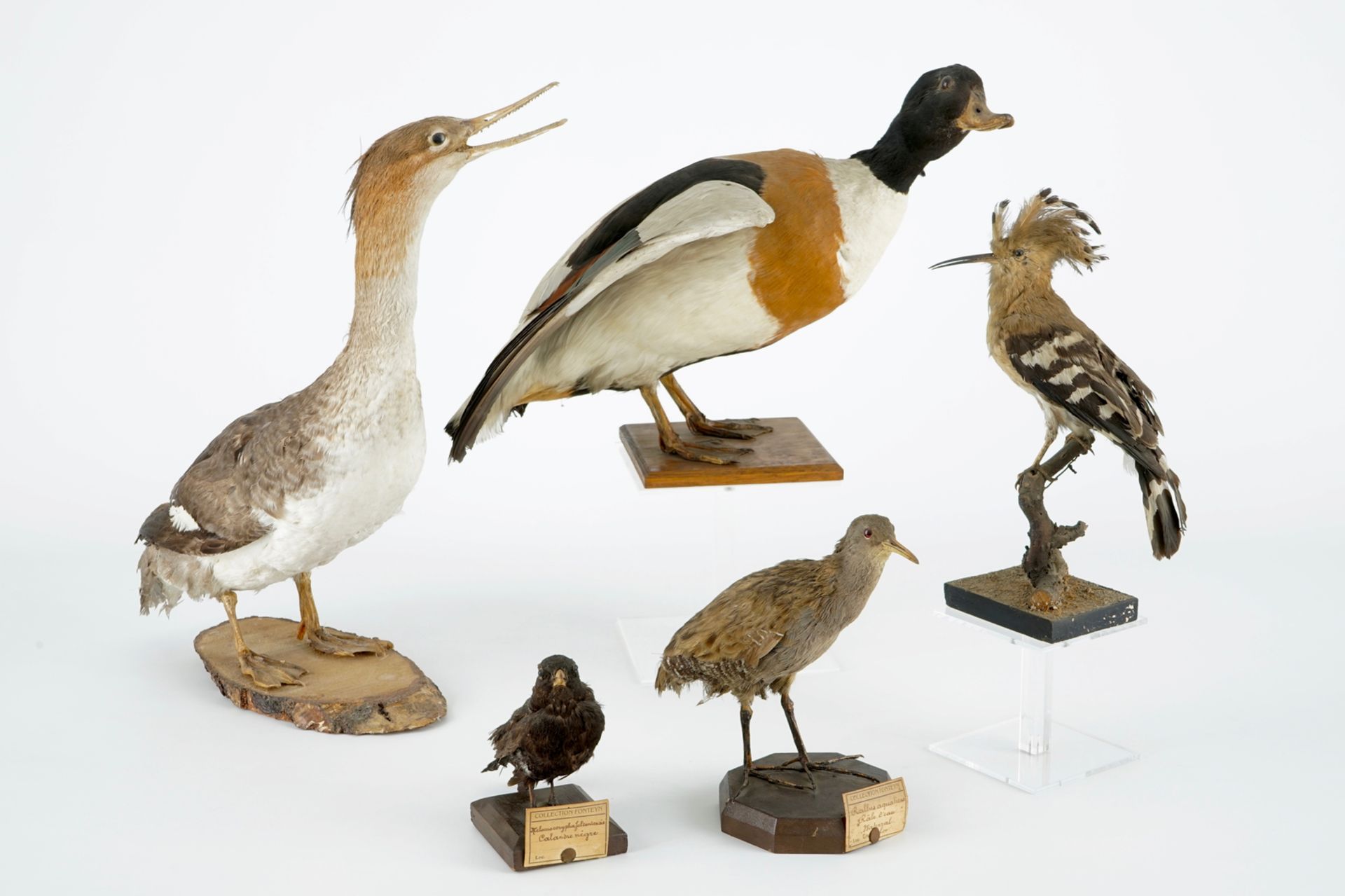 A collection of 5 birds, taxidermy, 19/20th C. H.: 47 cm (the tallest) Two labelled "Collection