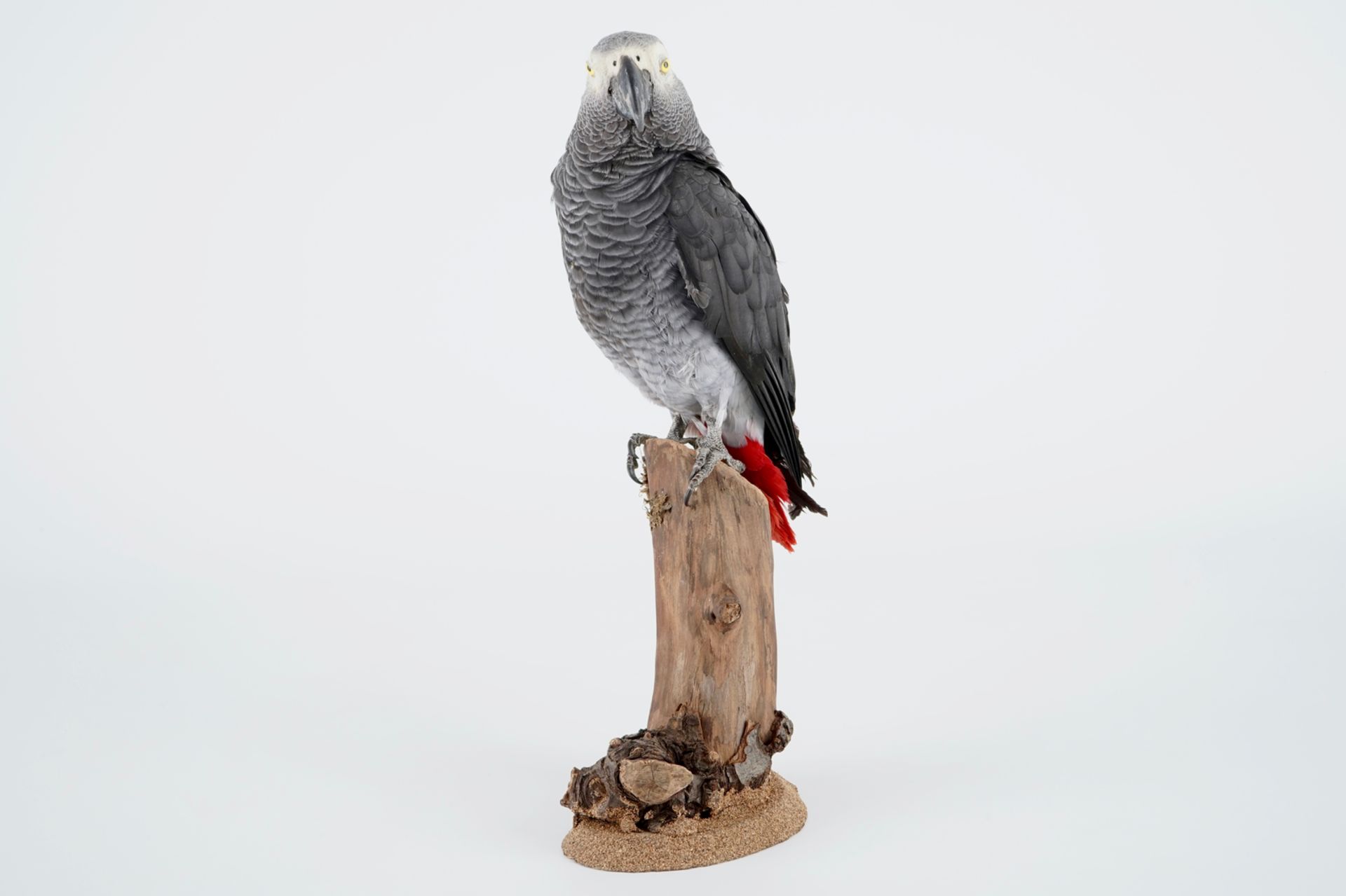 An African grey parrot, taxidermy, late 20th C. H.: 41 cm Condition reports and high resolution - Image 3 of 7