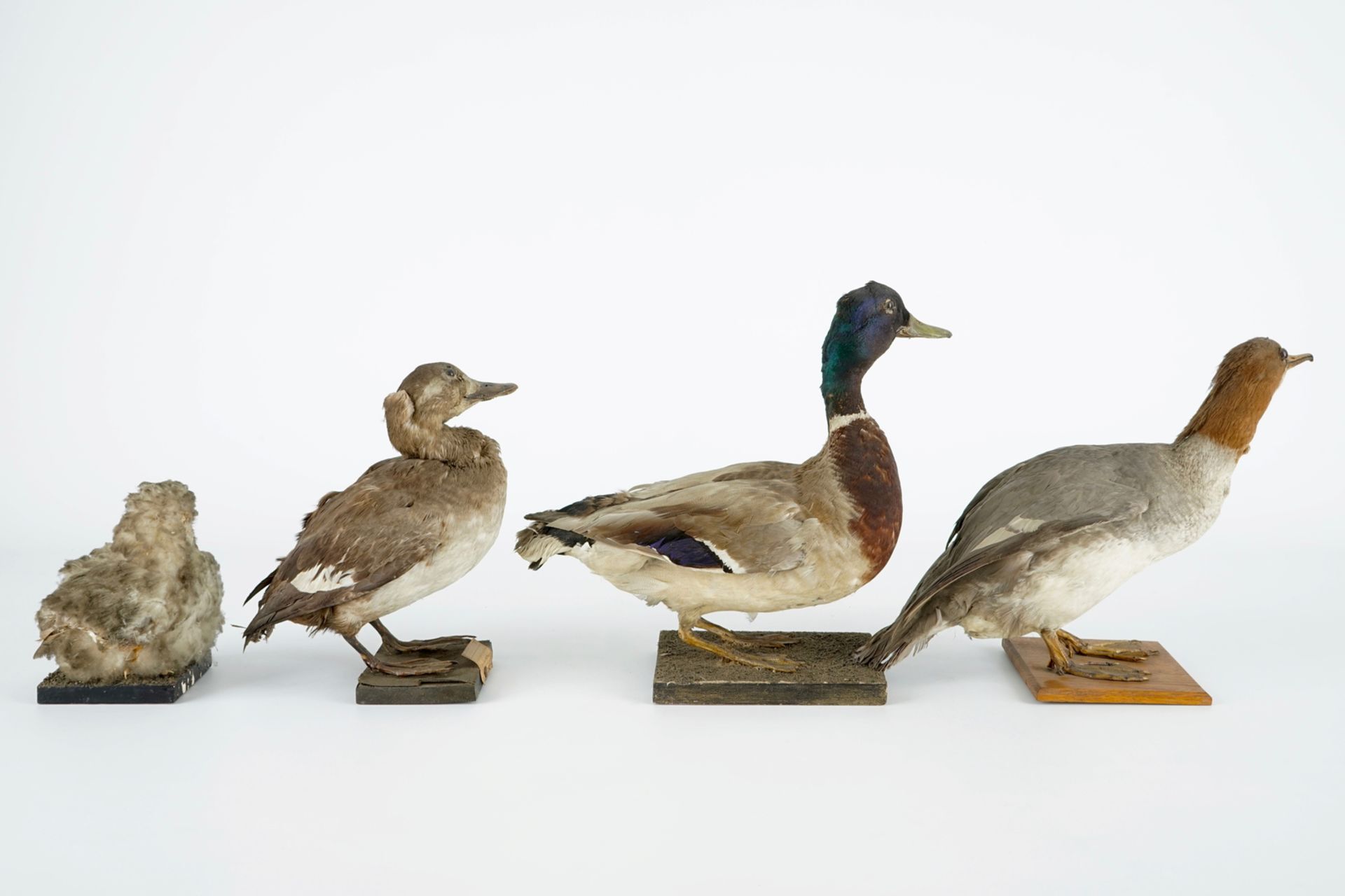 A collection of 13 birds, taxidermy, 19/20th C. H.: 36,5 cm (the tallest) Several labelled " - Image 4 of 16