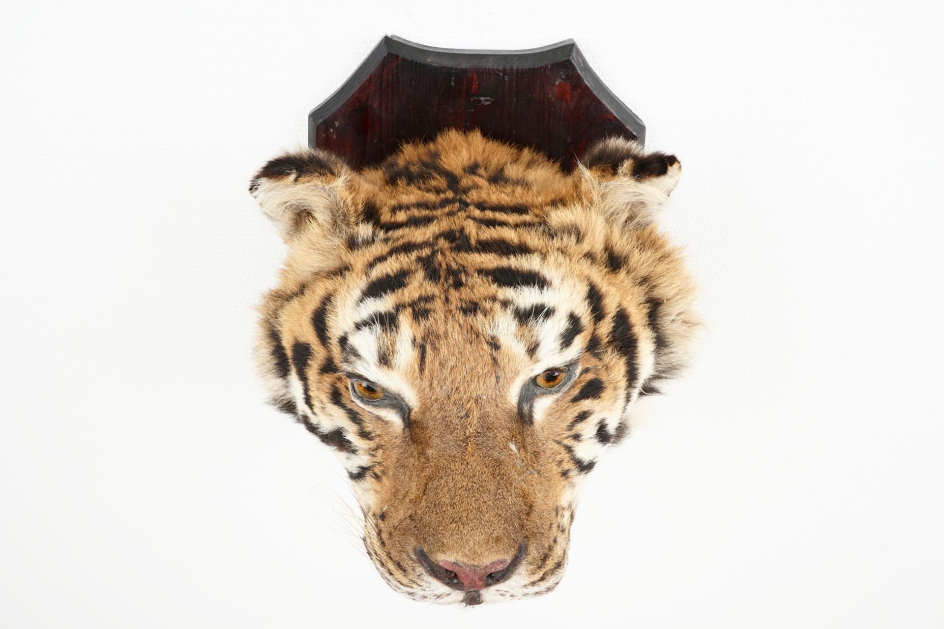 A mounted head of a Siberian tiger, taxidermy, 2nd half 20th C. L.: 36 cm - H.: 35 cm Incl. CITES. - Image 4 of 6