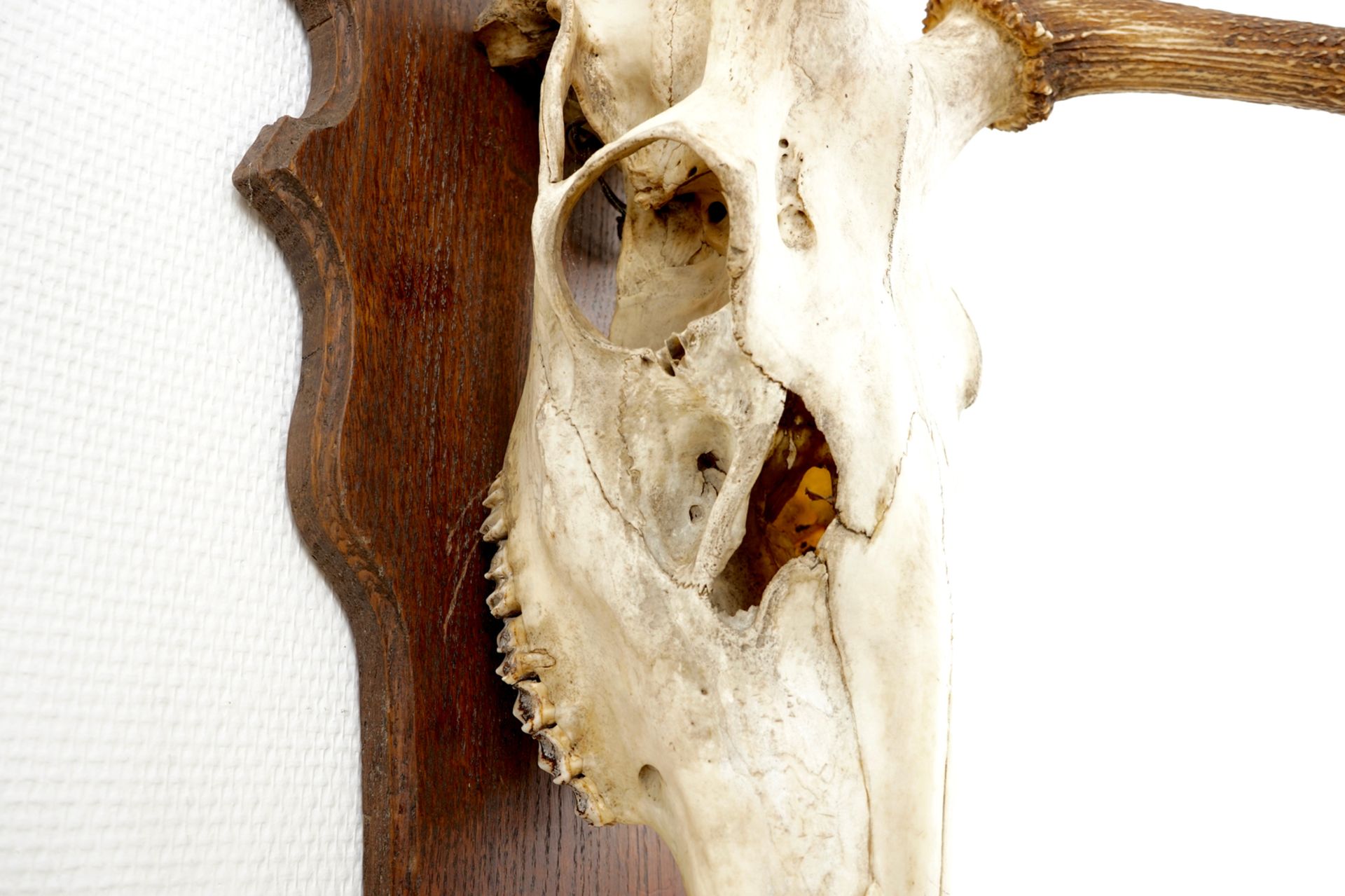 A skull of a red deer with large antlers, mounted on wood L.: 142 cm  Condition reports and high - Image 4 of 7