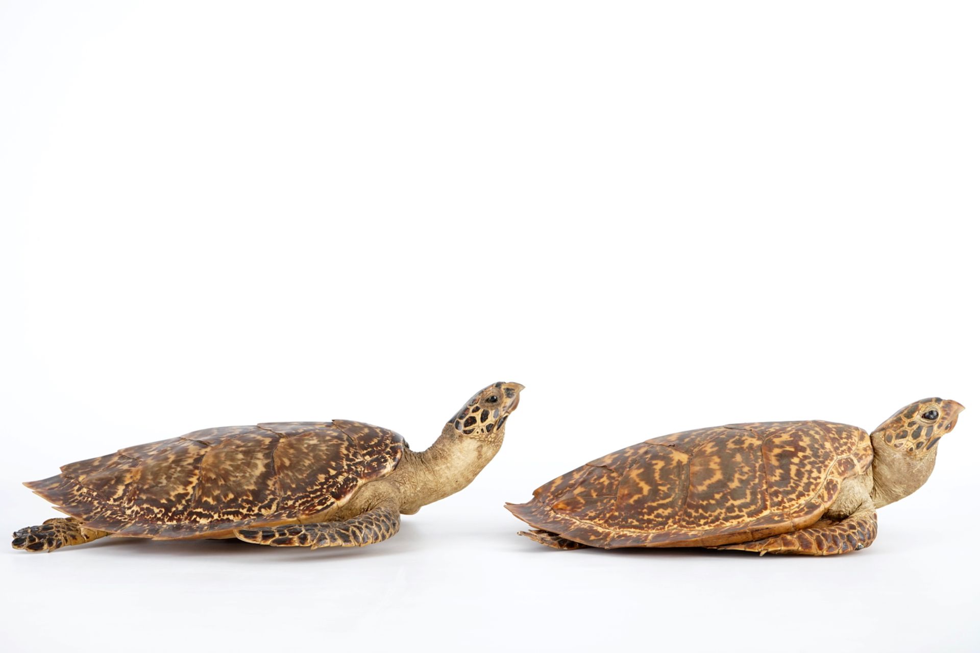 A pair of taxidermy sea turtles, early 20th C. H.: 18,5 cm - L.: 59 cm - W.: 39,5 cm Condition - Image 4 of 8