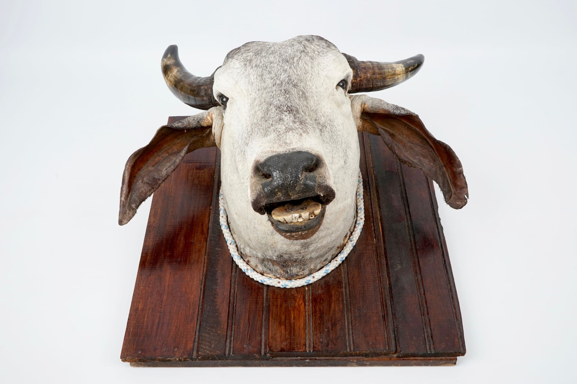 A head of a Brahman cow, modern taxidermy H.: 63 cm Condition reports and high resolution pictures - Image 4 of 5