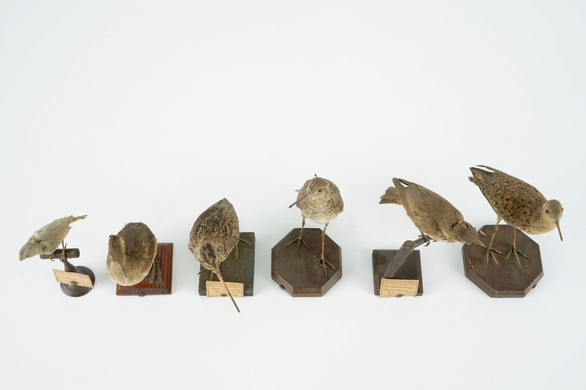 A collection of 10 birds, taxidermy, 19/20th C. H.: 25 cm (the tallest) Several labelled "Collection - Image 6 of 11