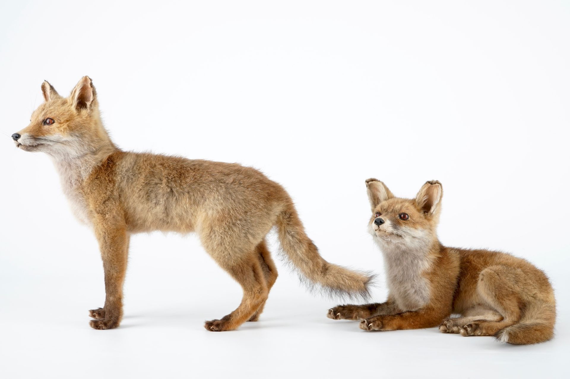 Two fox cubs, modern taxidermy, 2nd half 20th C. H.: 39,5 cm (the standing specimen) Condition - Image 2 of 7