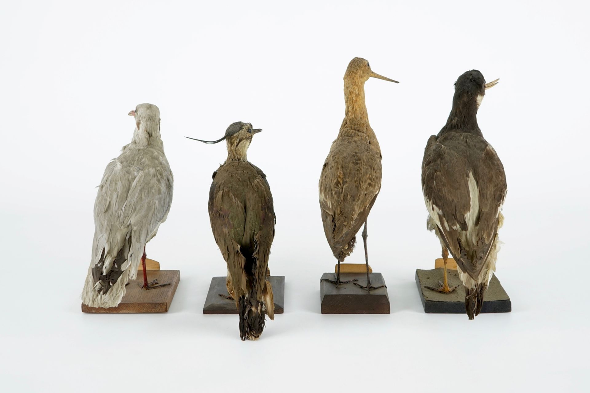 A collection of 13 birds, taxidermy, 19/20th C. H.: 36,5 cm (the tallest) Several labelled " - Image 10 of 16