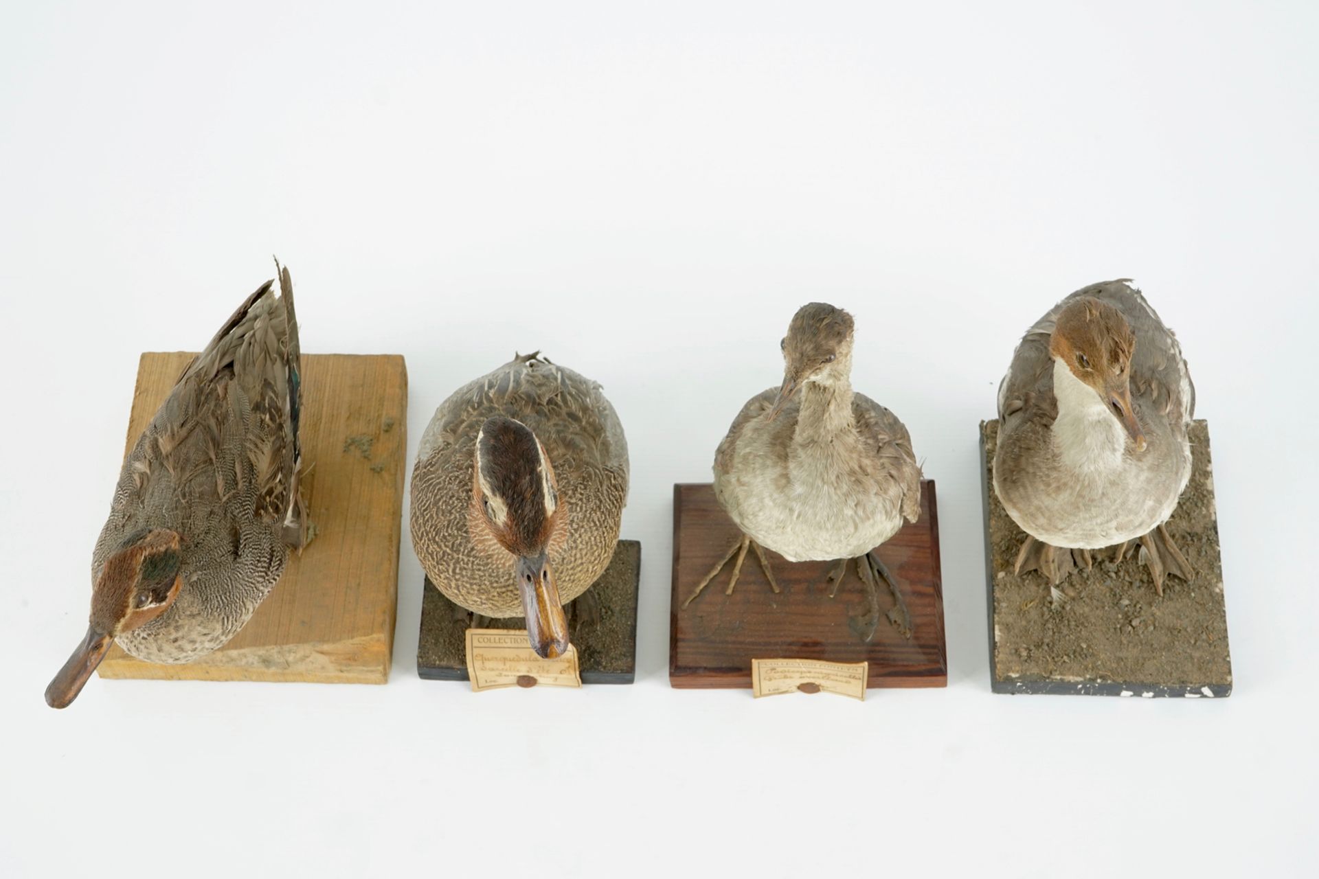 A collection of 15 birds, taxidermy, 19/20th C. H.: 33 cm (the tallest) Several labelled "Collection - Image 16 of 21