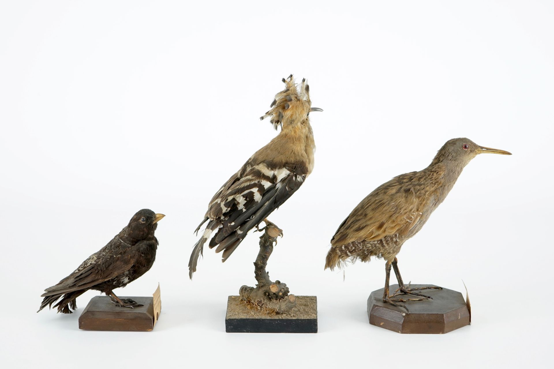 A collection of 5 birds, taxidermy, 19/20th C. H.: 47 cm (the tallest) Two labelled "Collection - Image 9 of 11