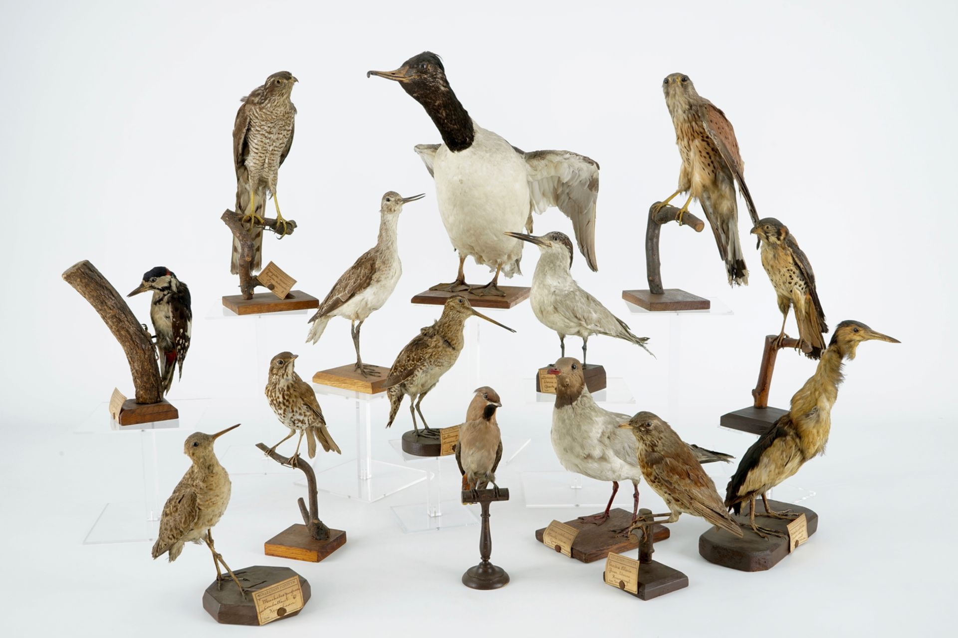 A collection of 14 birds, taxidermy, 19/20th C. H.: 35,5 cm (the tallest) Several labelled "