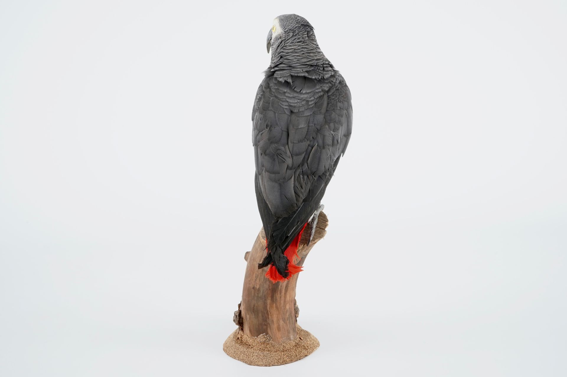 An African grey parrot, taxidermy, late 20th C. H.: 41 cm Condition reports and high resolution - Image 4 of 7