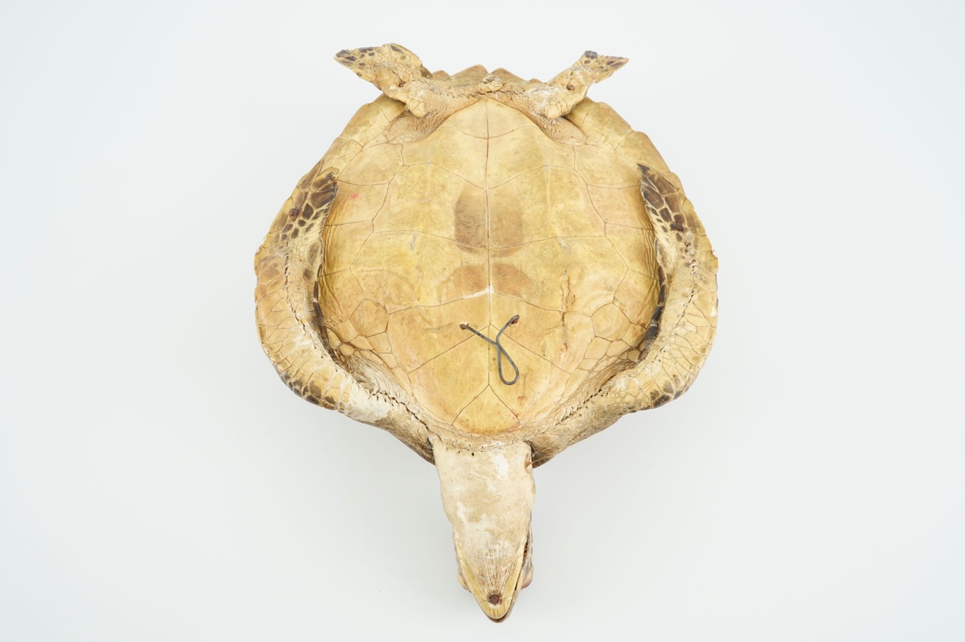 An old sea turtle, taxidermy, 19/20th C. Dim.: 50 x 33,5 cm Condition reports and high resolution - Image 9 of 10