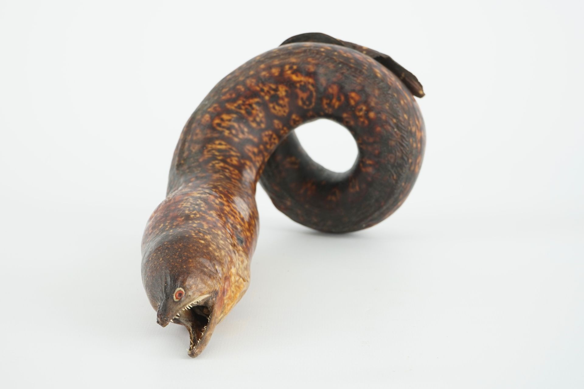 A moray eel, taxidermy, early 20th C. H.: 28 cm Condition reports and high resolution pictures are