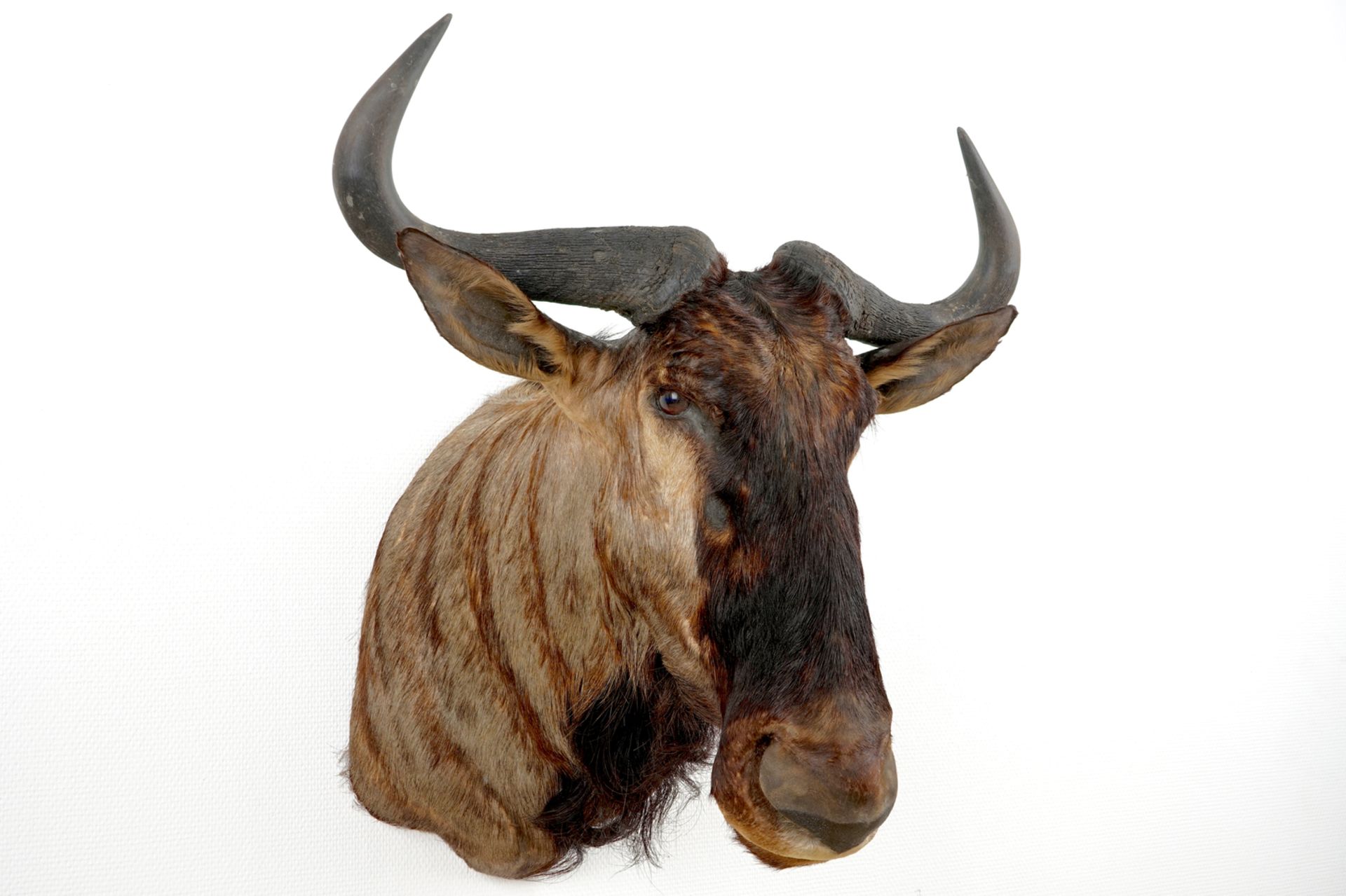 A bust of a wildebeest, modern taxidermy H.: 77 cm - L.: 62 cm Condition reports and high resolution - Image 3 of 5